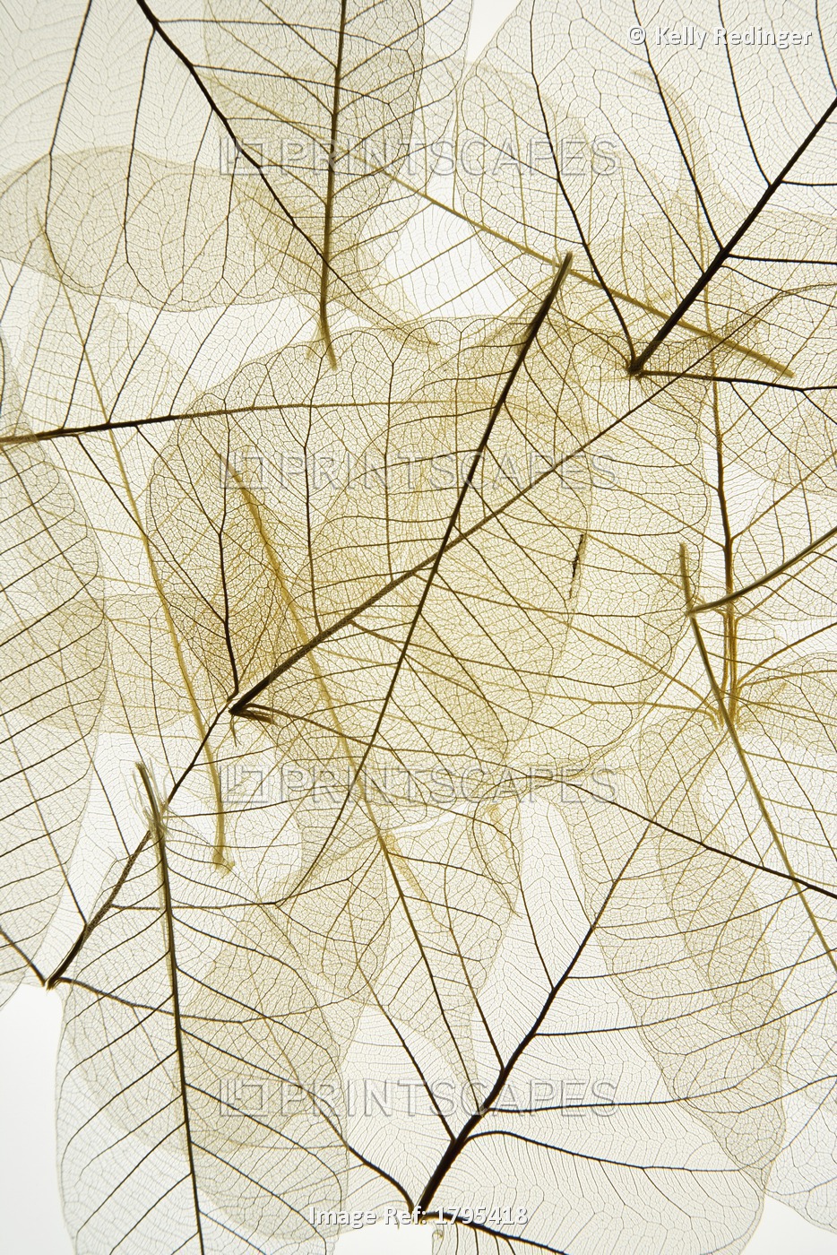 Layered Leaves