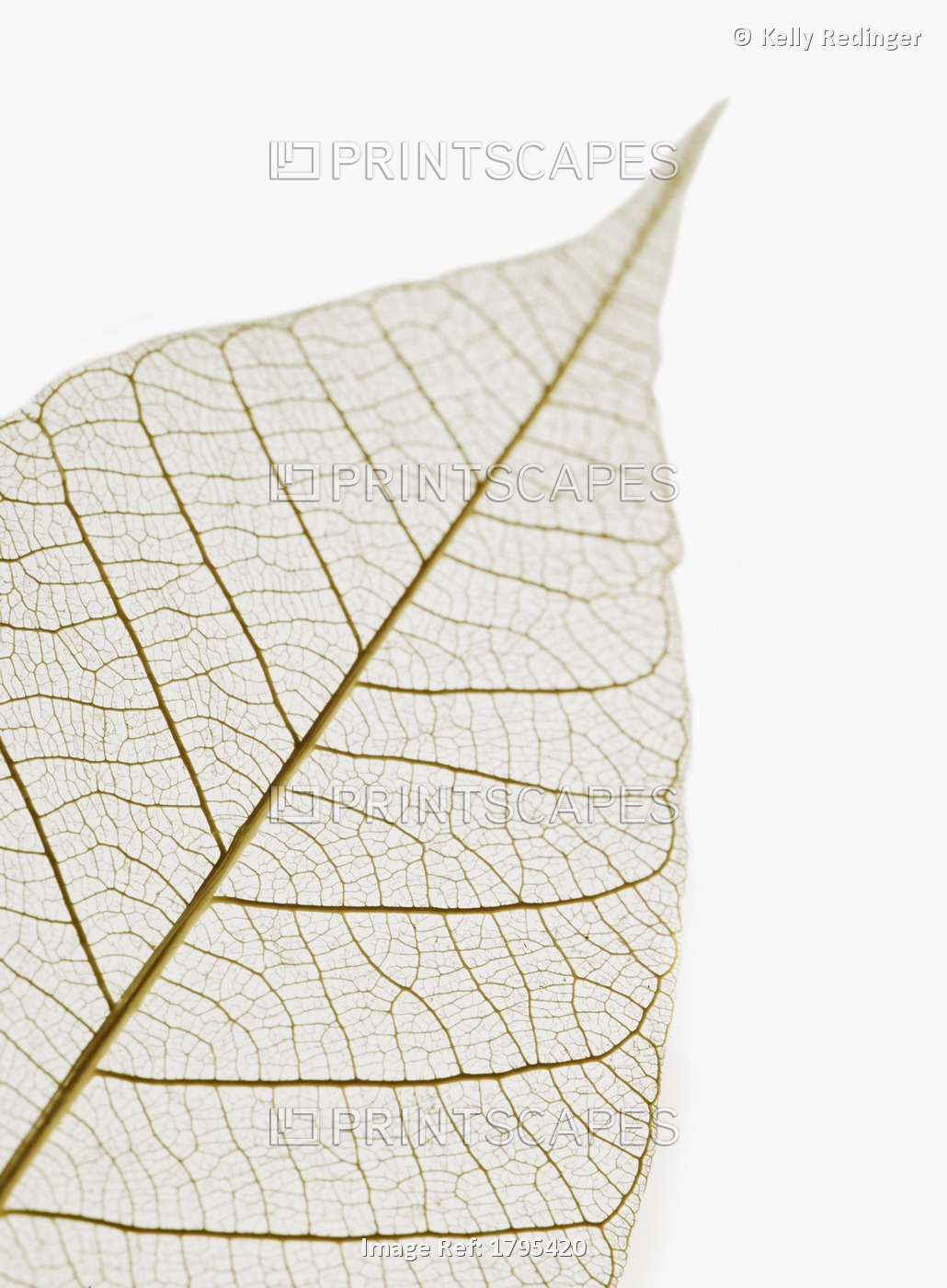 Transparent Leaf