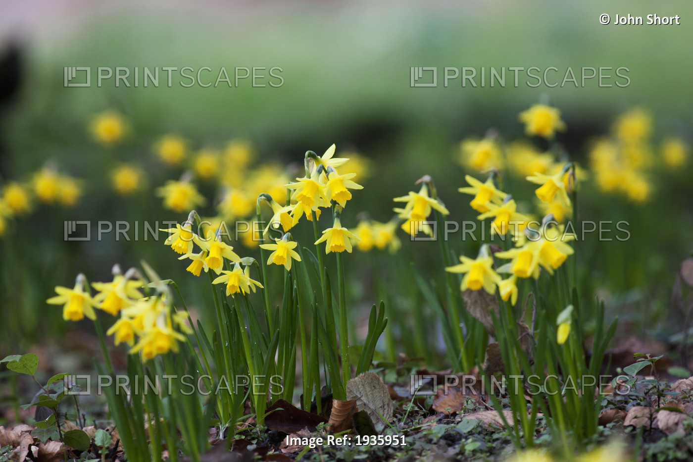 Yellow Daffodils Growing In A Flower Bed; Northumberland, England