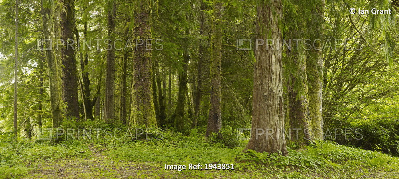 A Lush Forest; Tofino, British Columbia, Canada