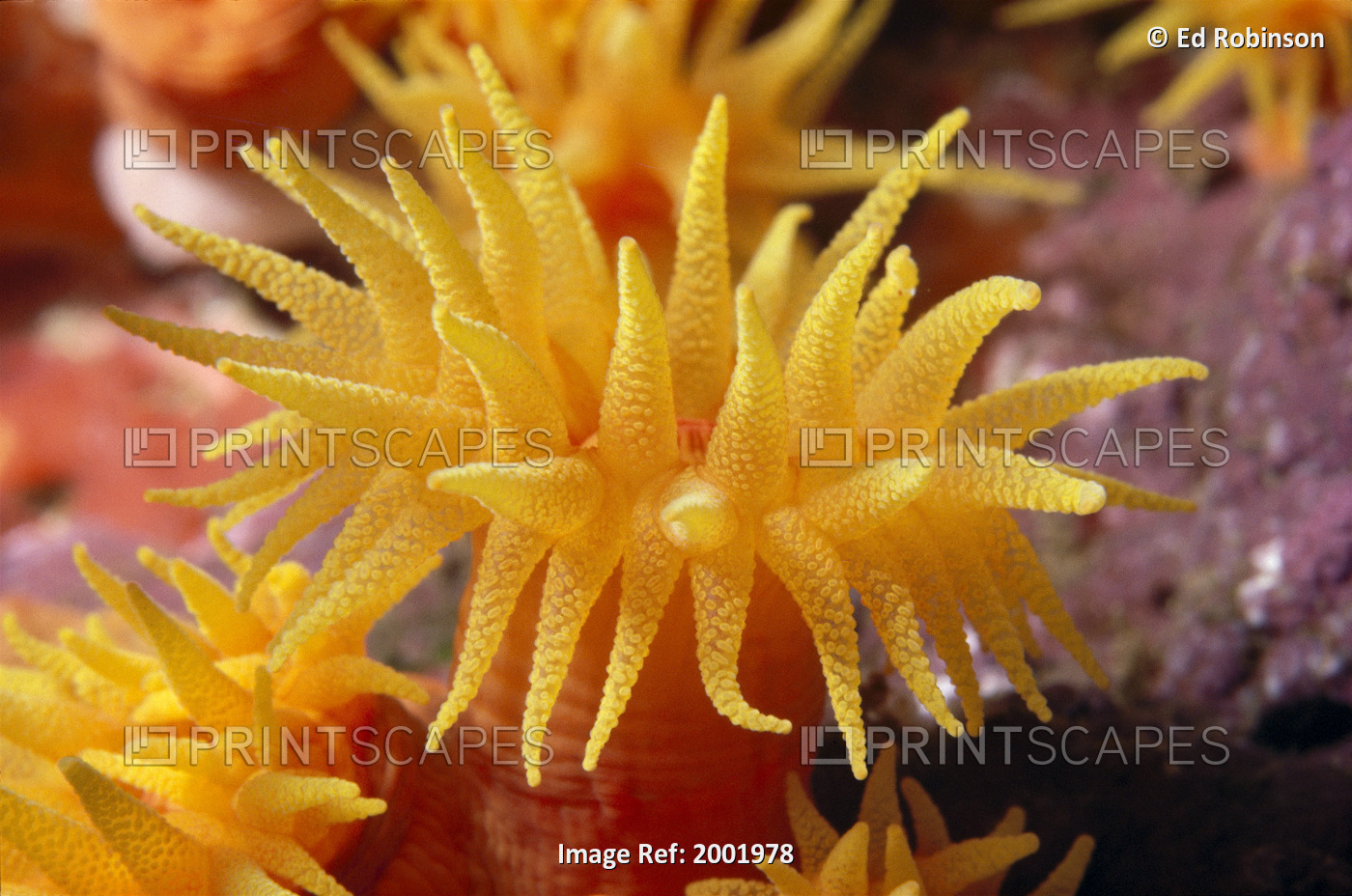 Hawaii, Stony Cup Coral (Tube Coral) Close-Up Detail