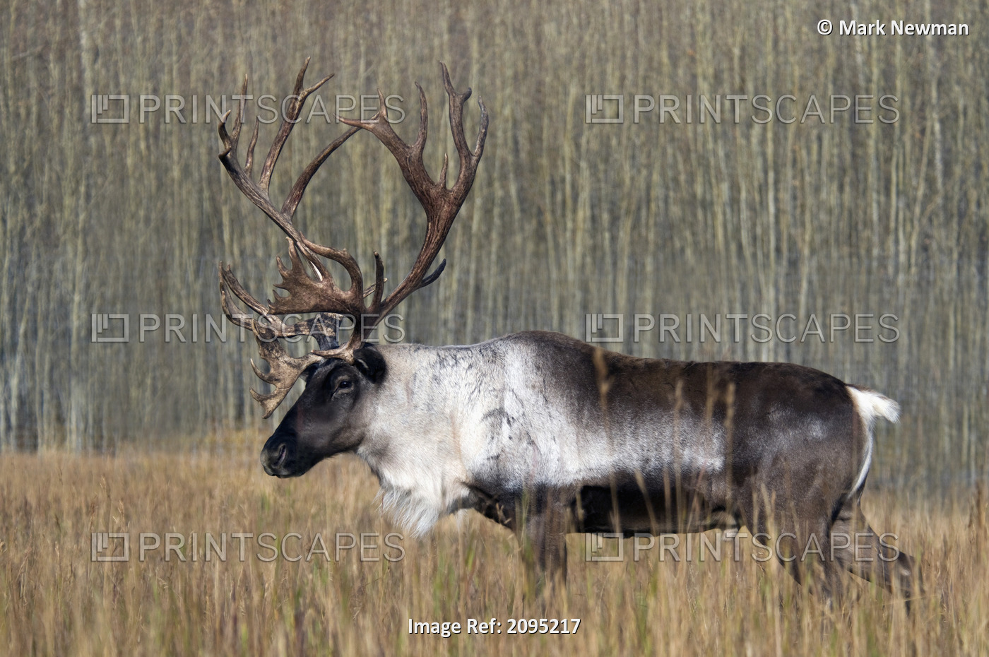 Bull Woodland Caribou In The Yukon Territory, Canada