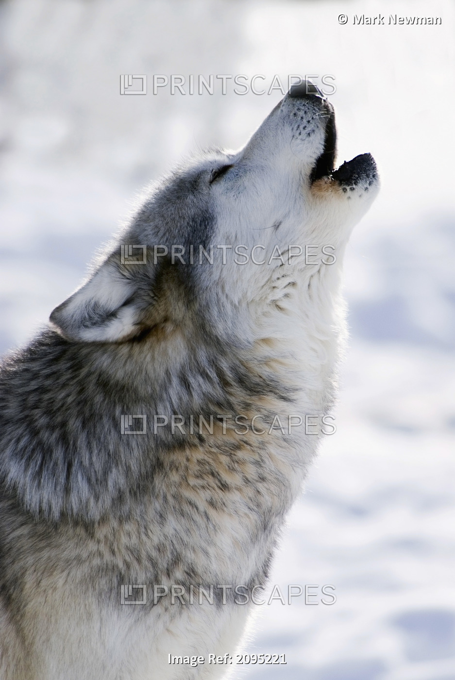 Captive Gray Wolf Howling Winter