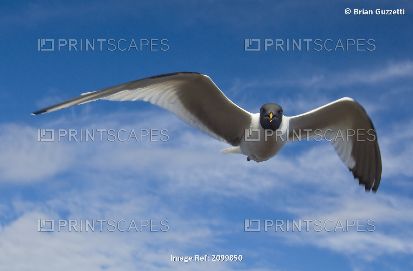 Sabine's Gull In Flight North Slope, Arctic, Alaska, Summer