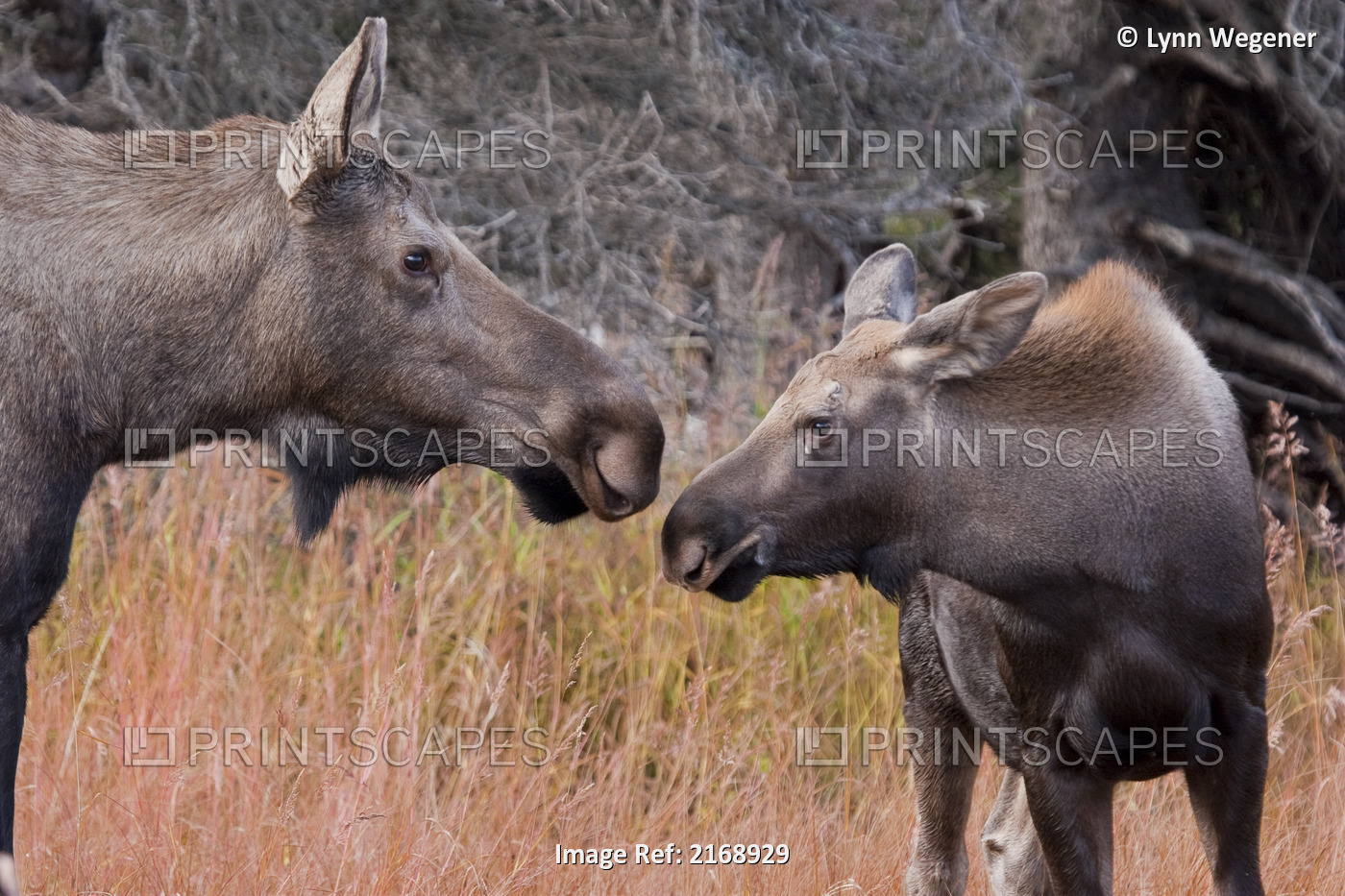Close Up View Of A Cow Moose And Calf In The Chugach Mountains, Near Anchorage, ...