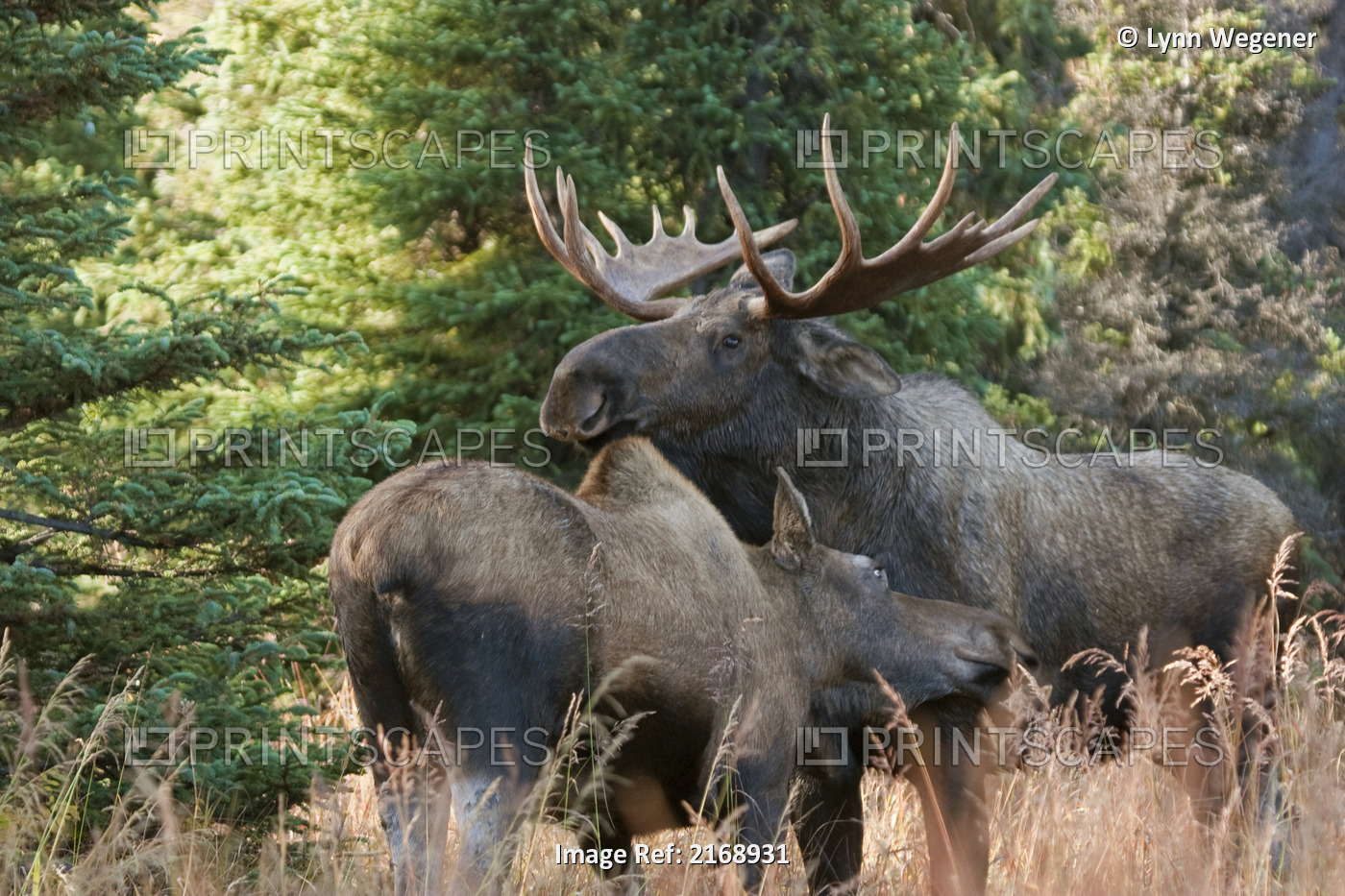Bull Moose And Cow Nuzzle During Rutting Season In The Chugach Mountains, Near ...