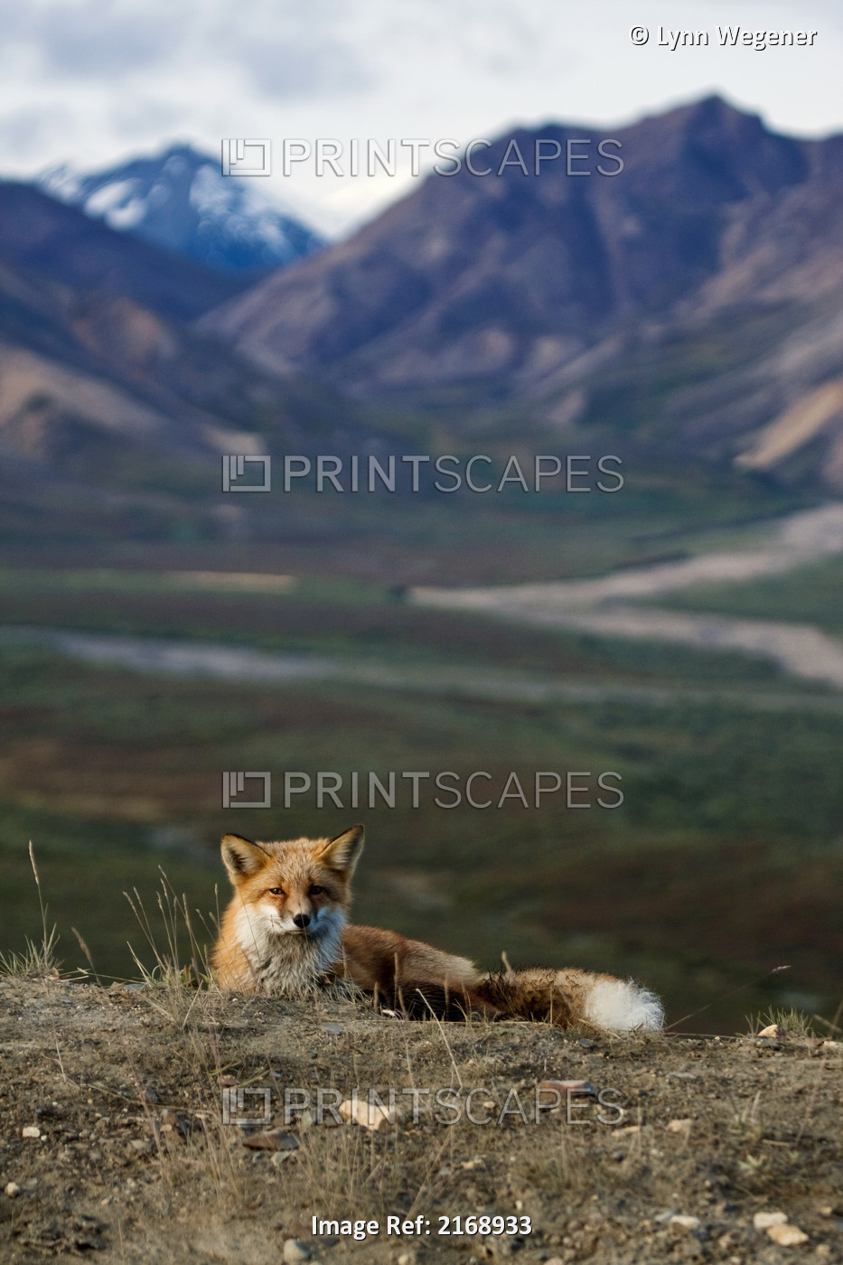 View Of A Red Fox Resting Near Polychrome Pass, Denali National Park, Interior ...