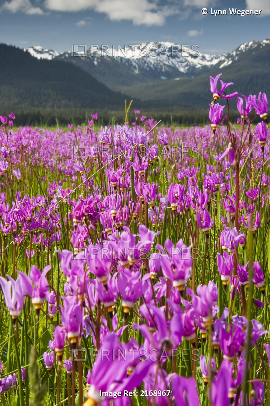 A Large Field Of Shooting Stars Bloom In Mendenhall Valley, Near Juneau, ...