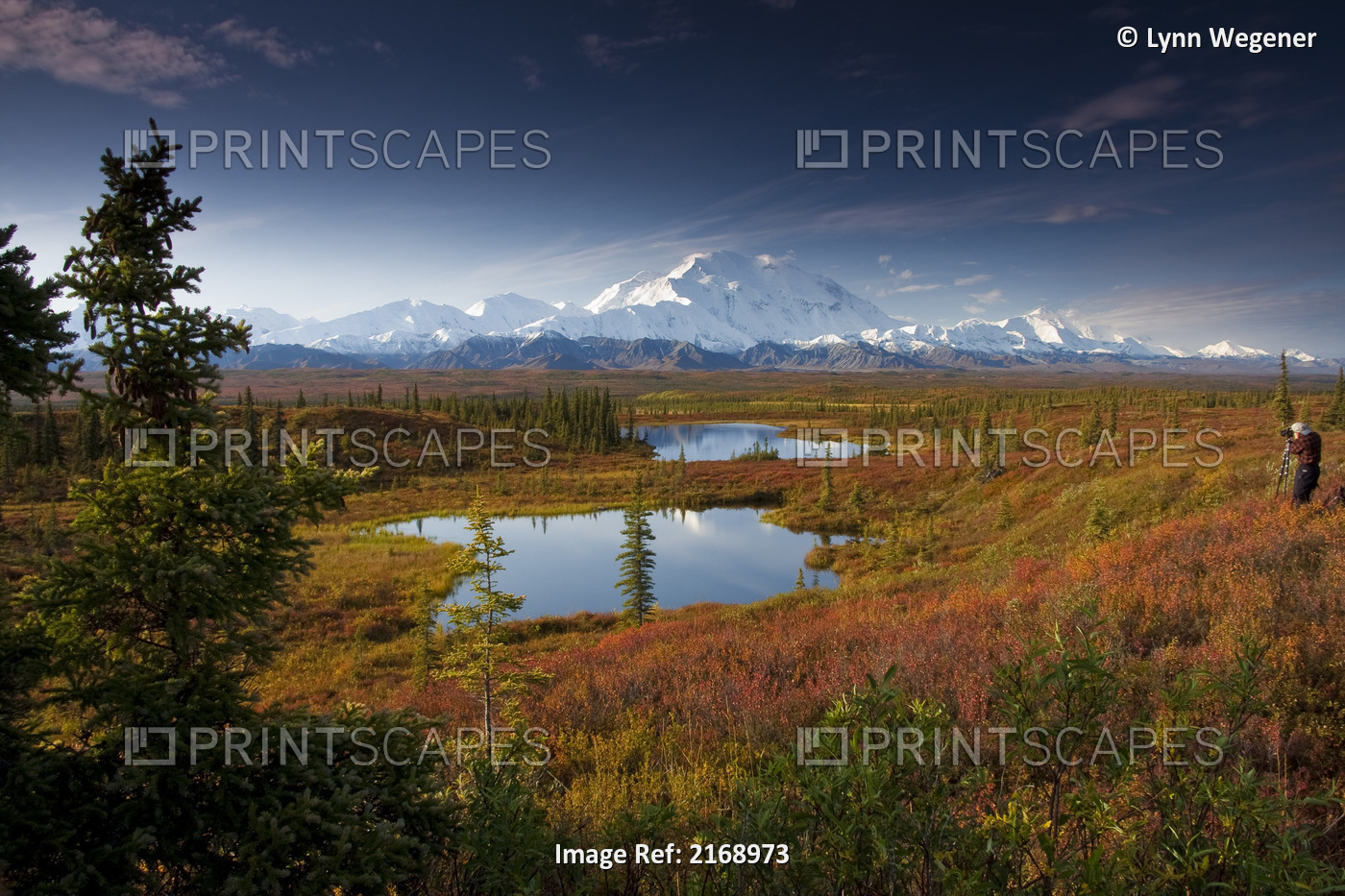 Male Hiker Photographs Mt. Mckinley In The Morning Near Two Kettle Ponds In The ...