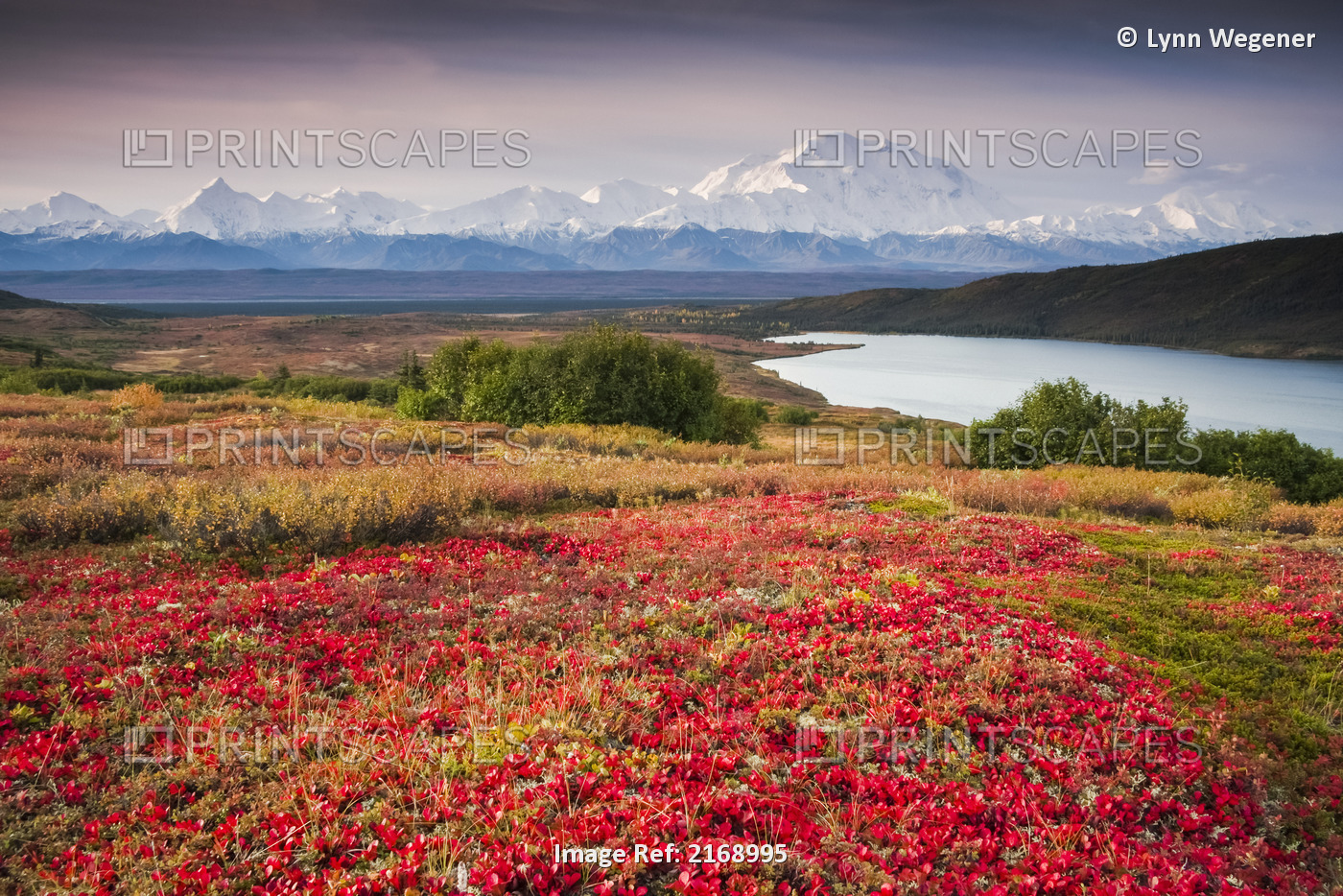 Early Morning View Of Mt. Mckinley And Wonder Lake During Autumn, Denali ...