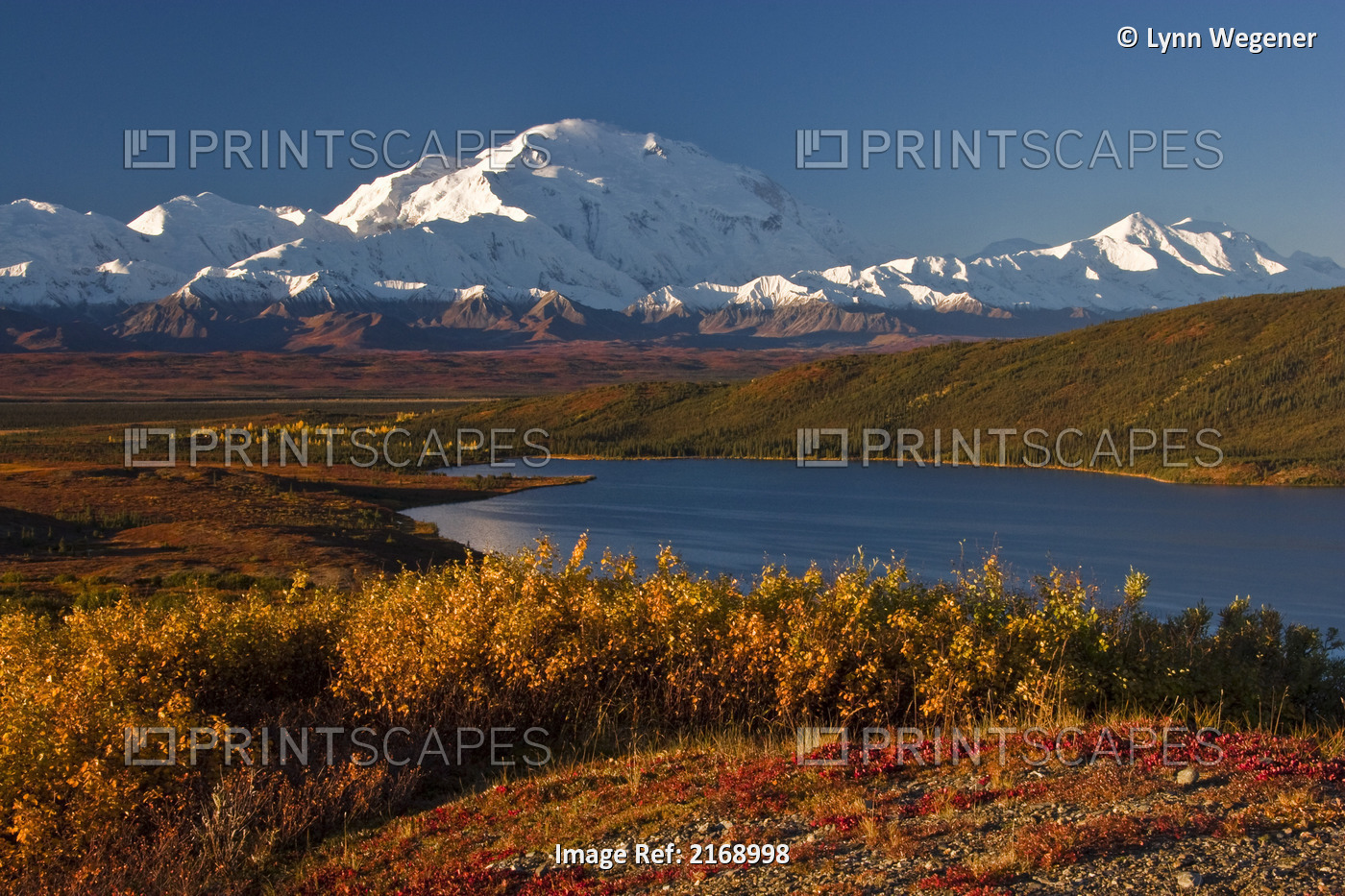 Scenic View Of Mt. Mckinley And Wonder Lake, Denali National Park, Interior ...