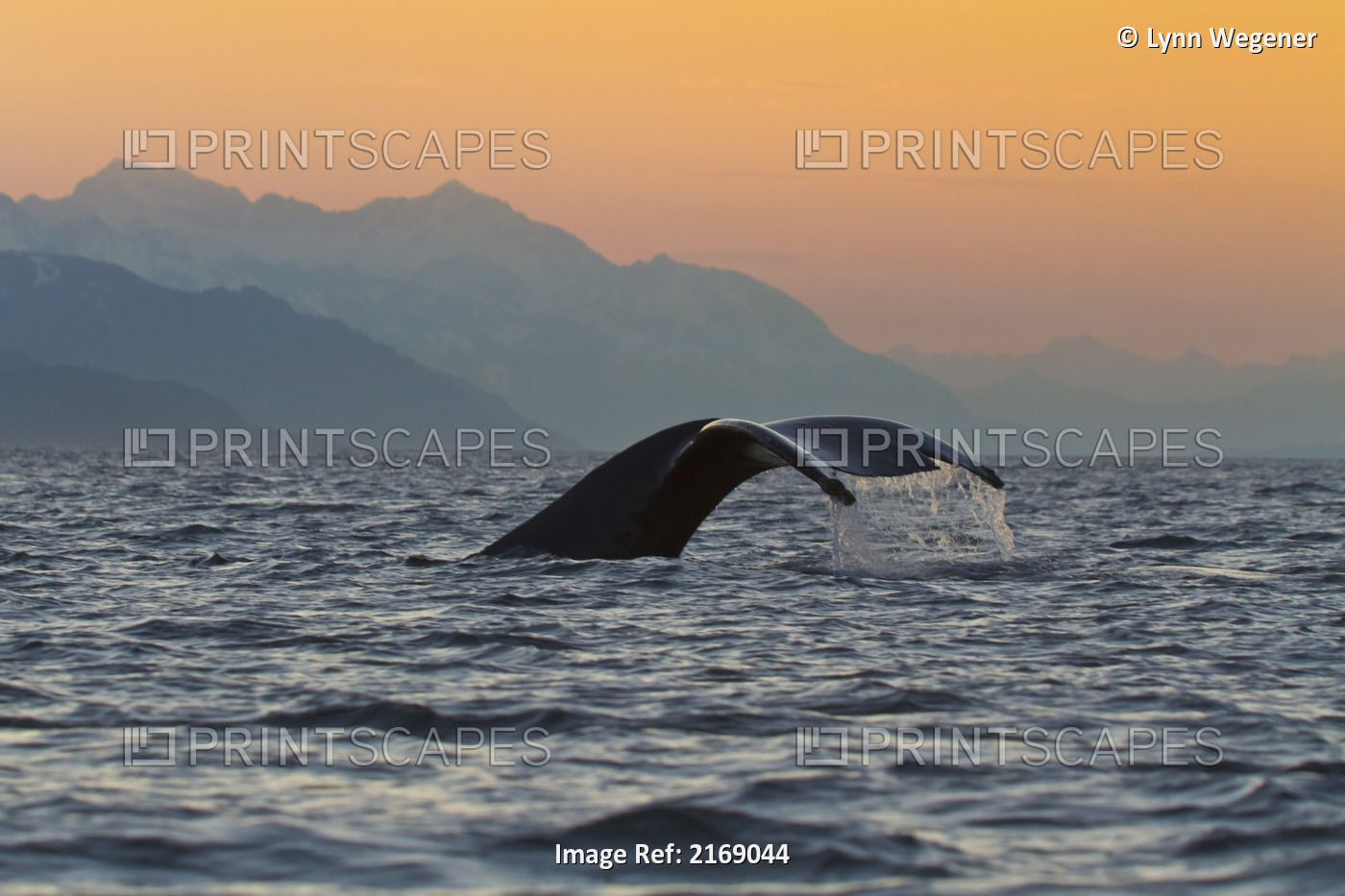 Close Up Of A Humpback Whale Tail Dripping Water As The Whale Dives In Lynn ...