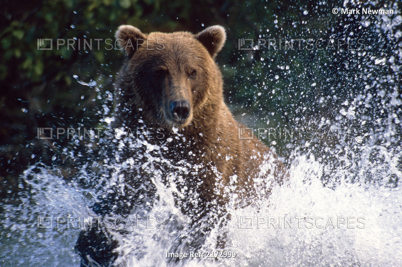 Charging Grizzly Splashing Through Water Shelikof Straight Katmai Nat Park ...