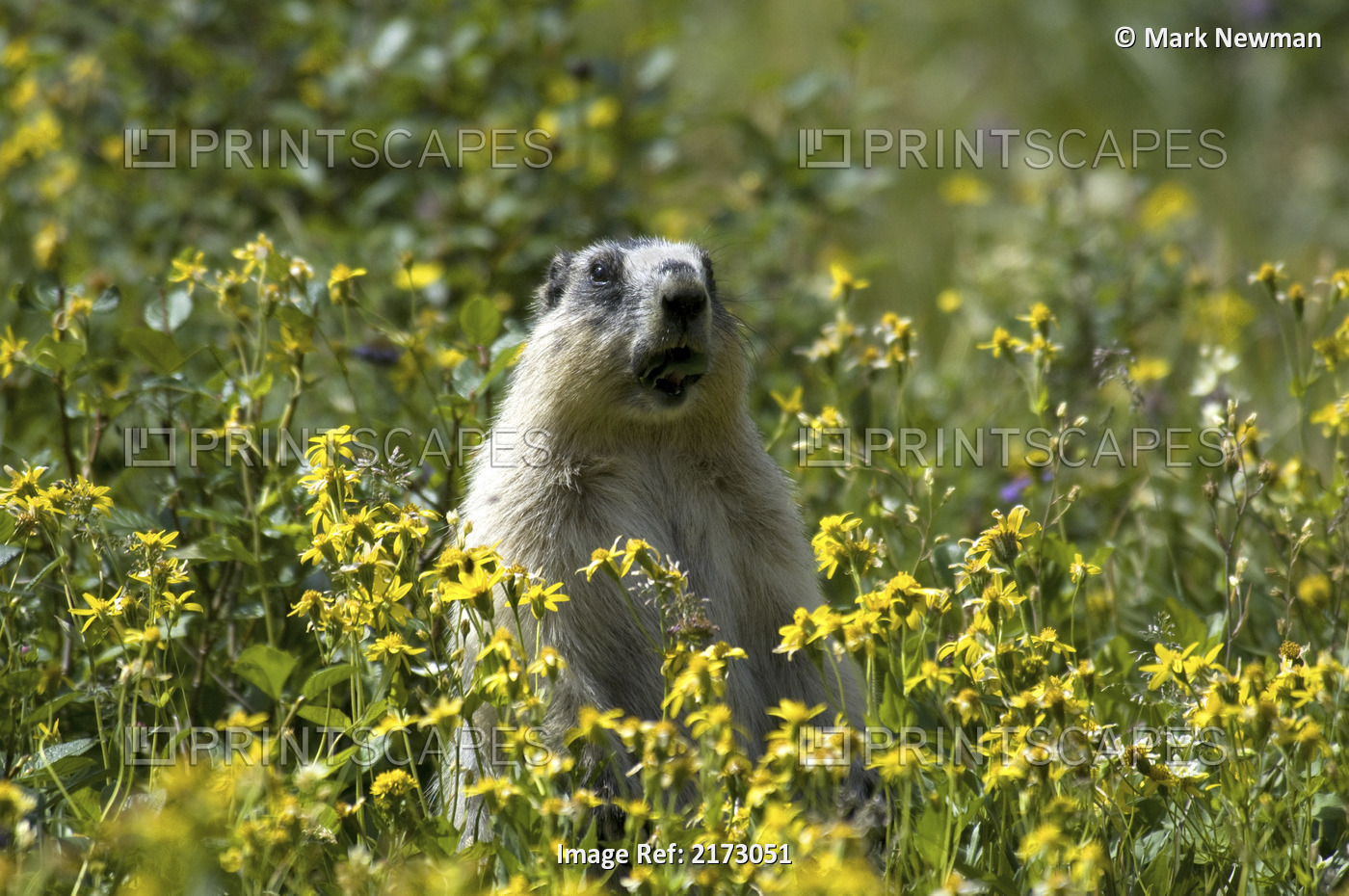 Hoary Marmot Stands Upright In A Field Of Yellow Wildflowers In Glacier ...