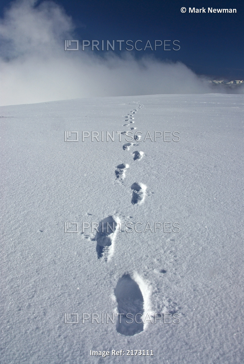 Hiker's Boot Tracks In Snow Leading Up Primrose Ridge During Winter In Denali ...