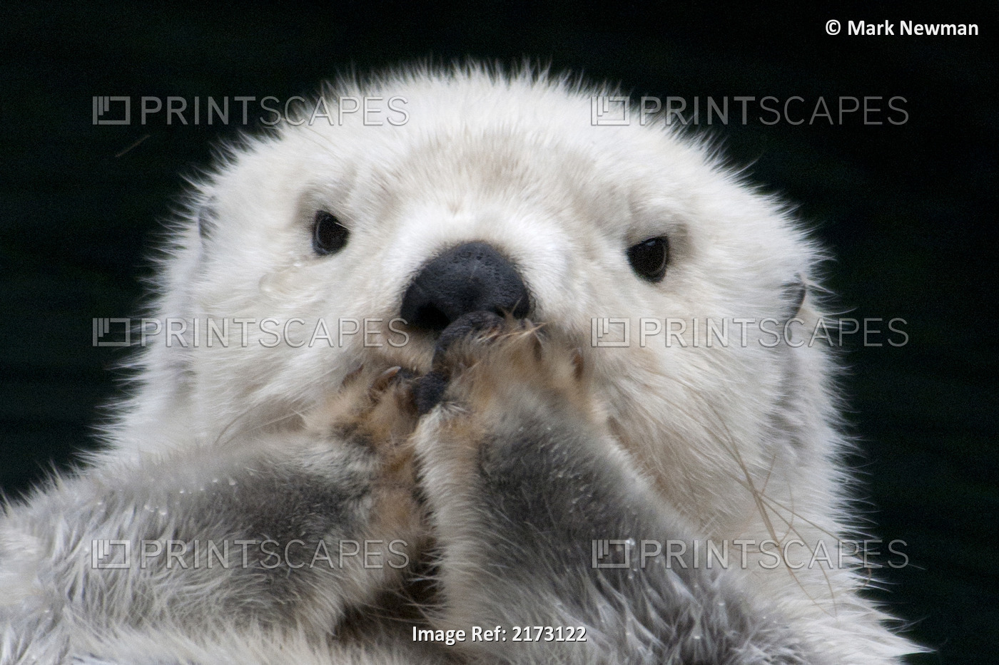 Captive Close Up Of A Sea Otter Floating On Its Back, Point Defiance Zoo, ...