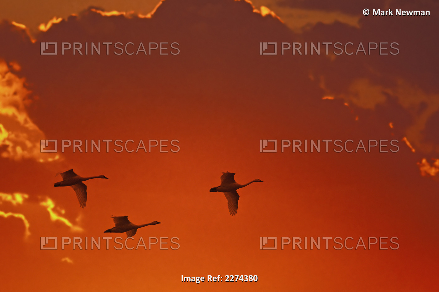 Trumpeter swans (cygnus buccinator) flying at sunset;Alaska united states of ...