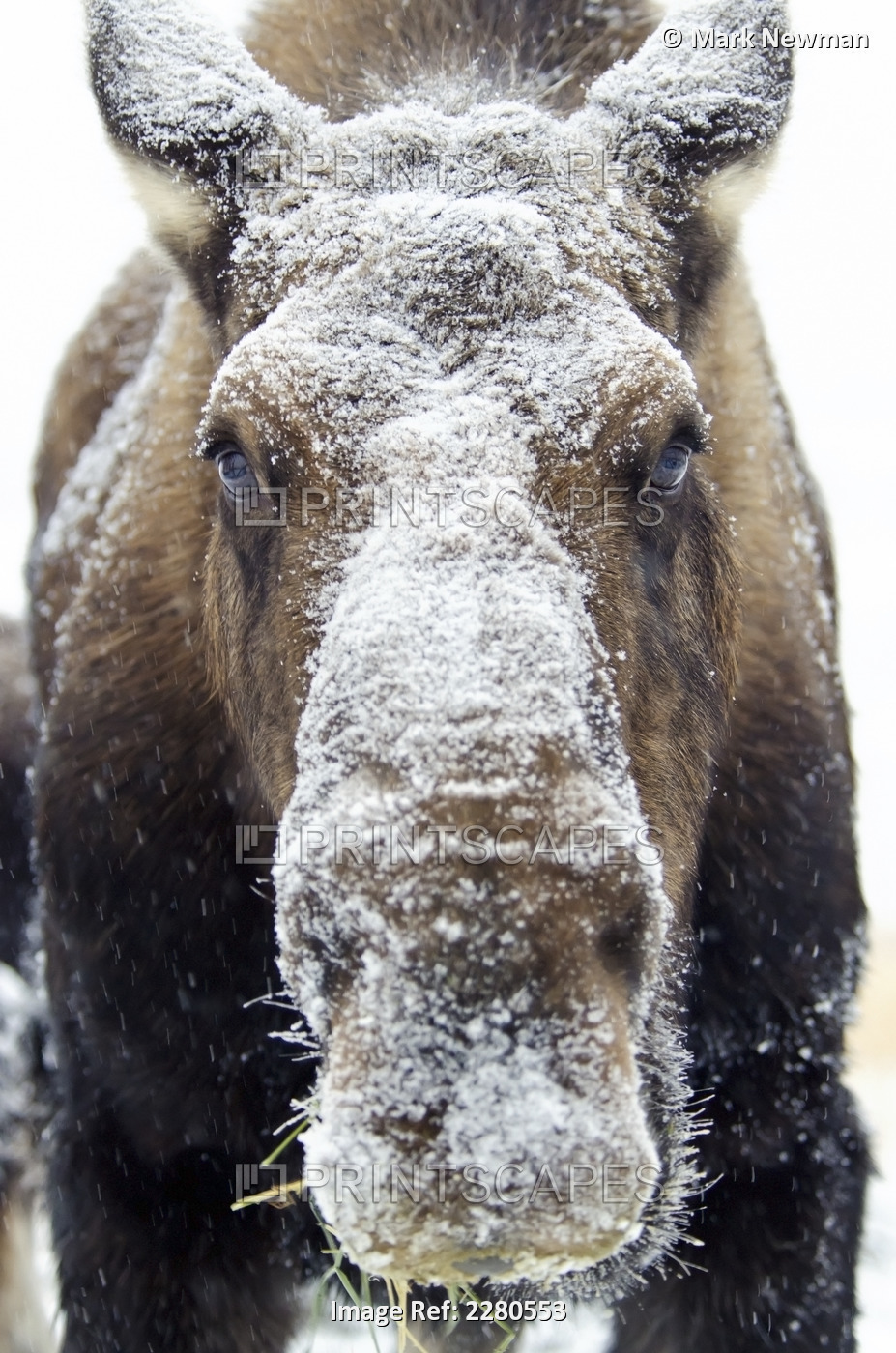 Moose (alces alces) face covered in snow;Yukon canada