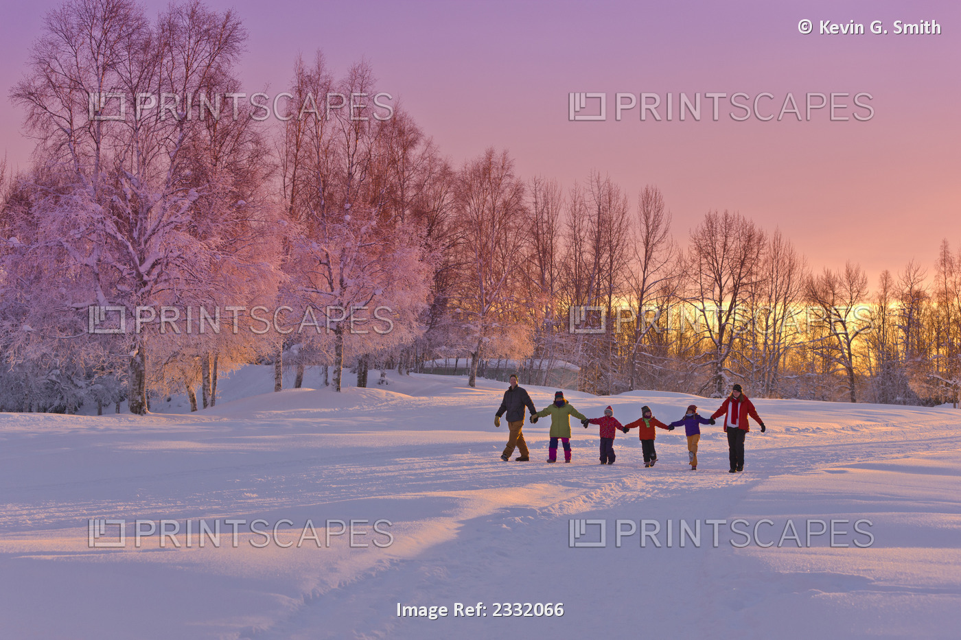 Family Group, Holding Hands, Walk On A Snow Path At Sunset With A Birch Forest ...