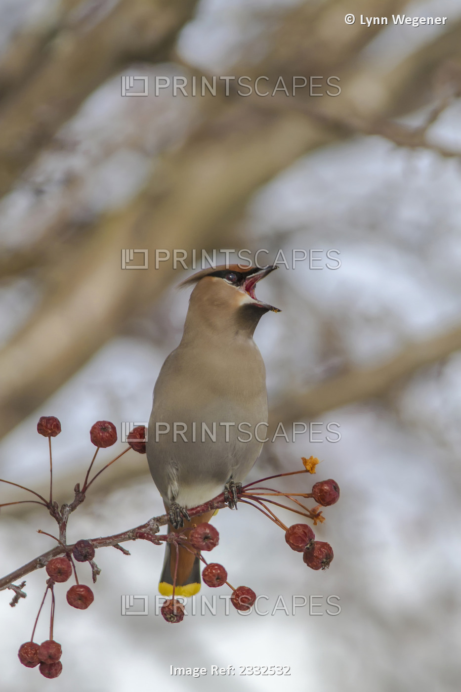 Close Up Of A Bohemian Waxwing With Mouth Open Feeding On Mountain Ash Berries ...