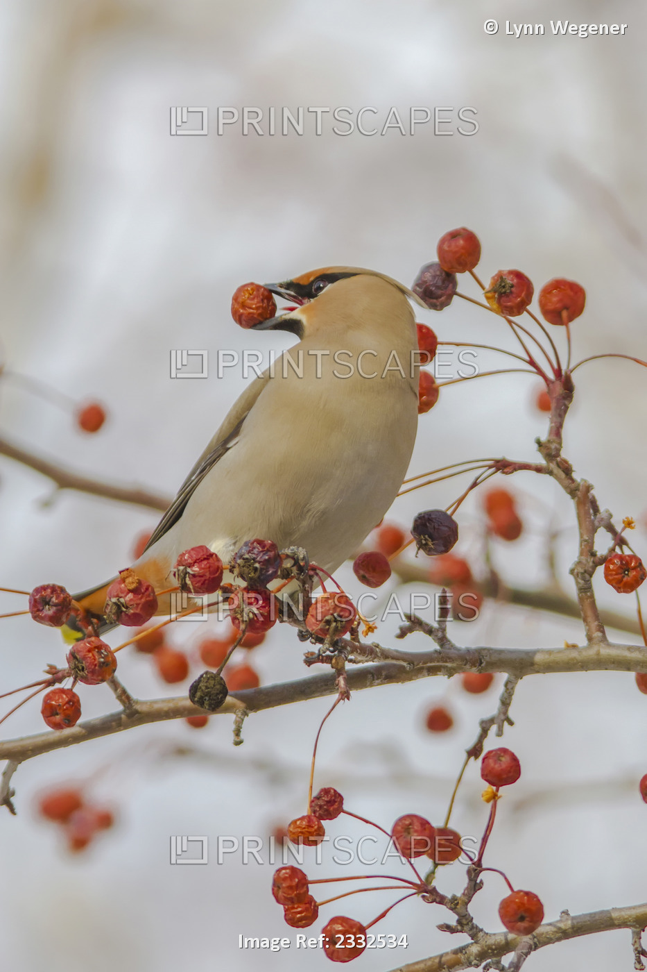 Close Up Of A Bohemian Waxwing With Mountain Ash Berry In It's Mouth In ...