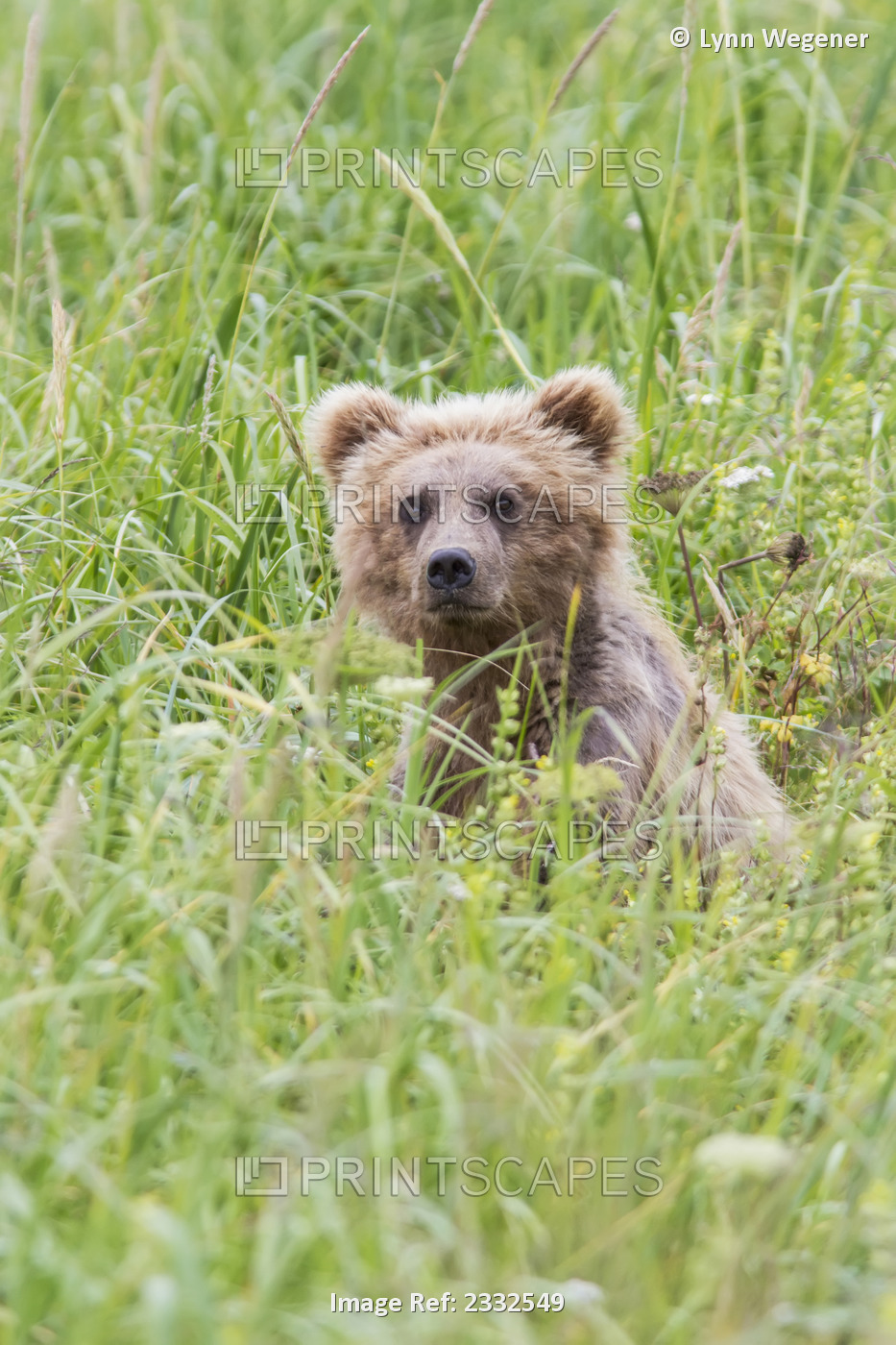 Grizzly Bear In Sedge Grass Near Chinitna Bay In Lake Clark National Park, ...