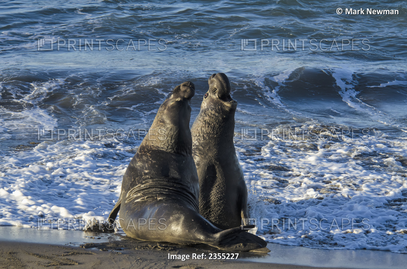 Northern Elephant Seal (Mirounga Angustirostris) On The Central California ...