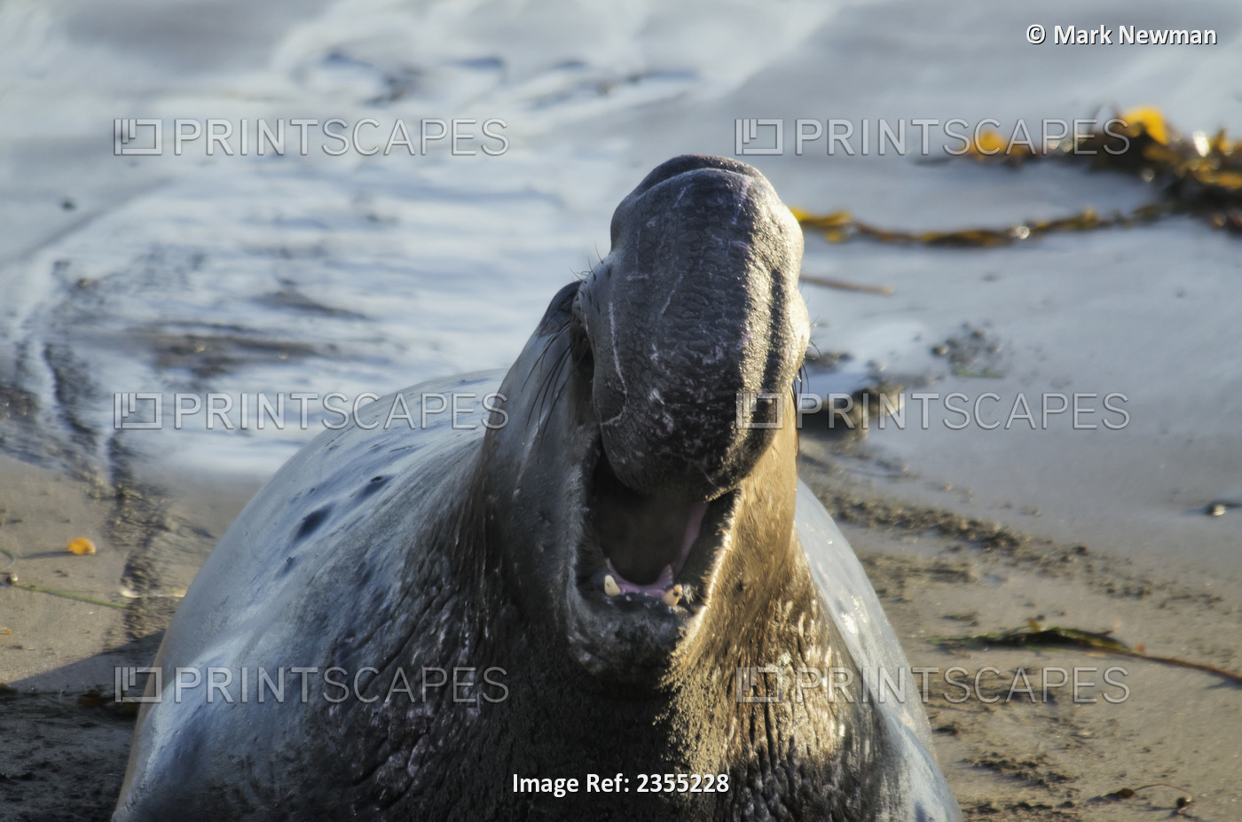 Northern Elephant Seal (Mirounga Angustirostris) On The Central California ...
