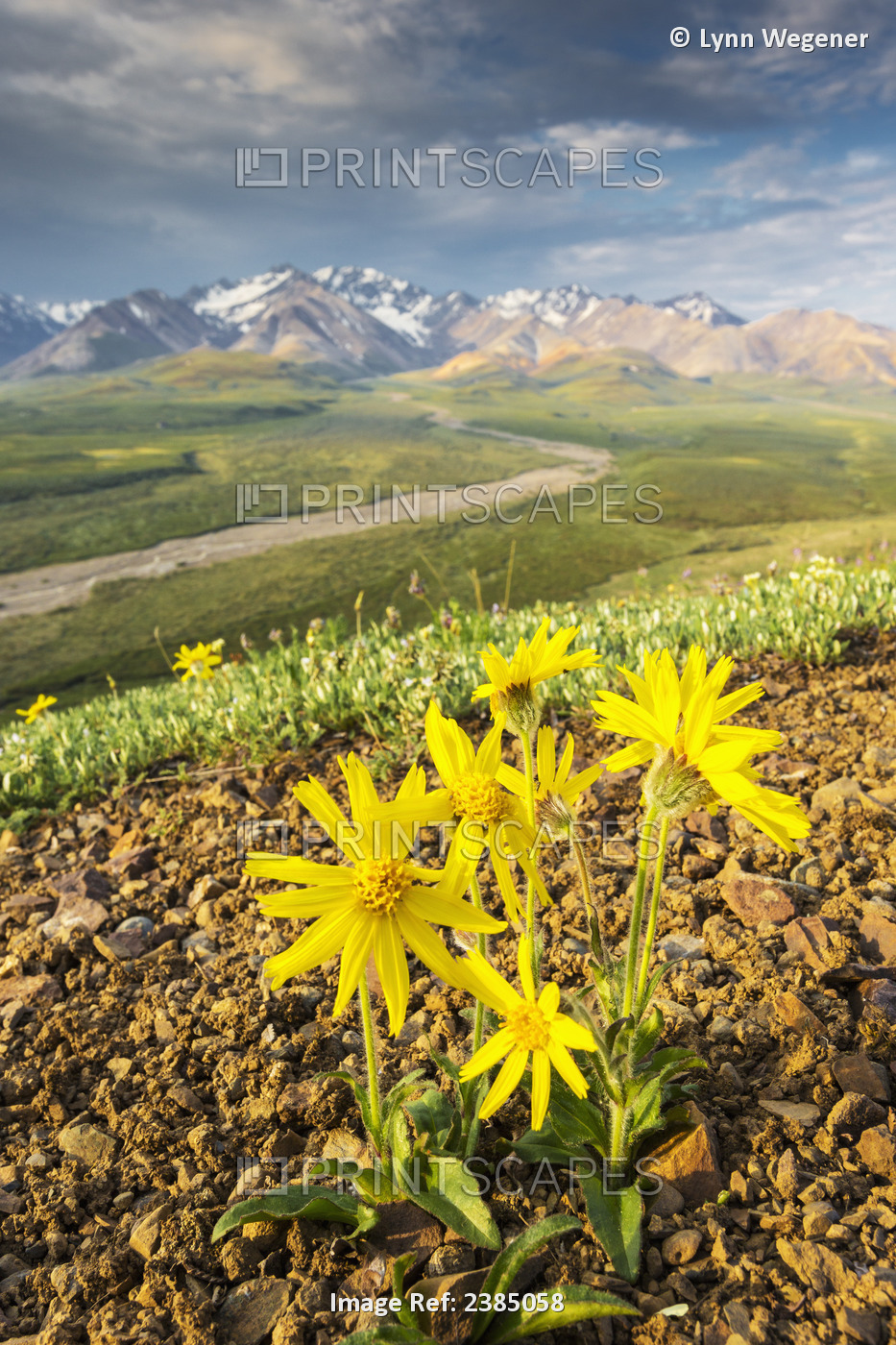 View Of Yellow Alpine Arnica On A Steep Slope With Polychrome Pass In The ...