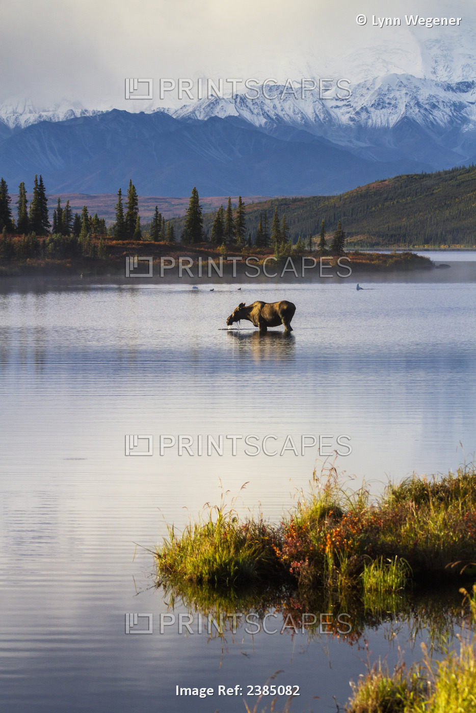 A Cow Moose Stands In Wonder Lake In Front Of Mckinley With Colorful Fall ...