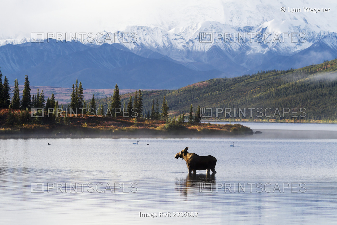 A Cow Moose Stands In Wonder Lake In Front Of Mckinley With Colorful Fall ...