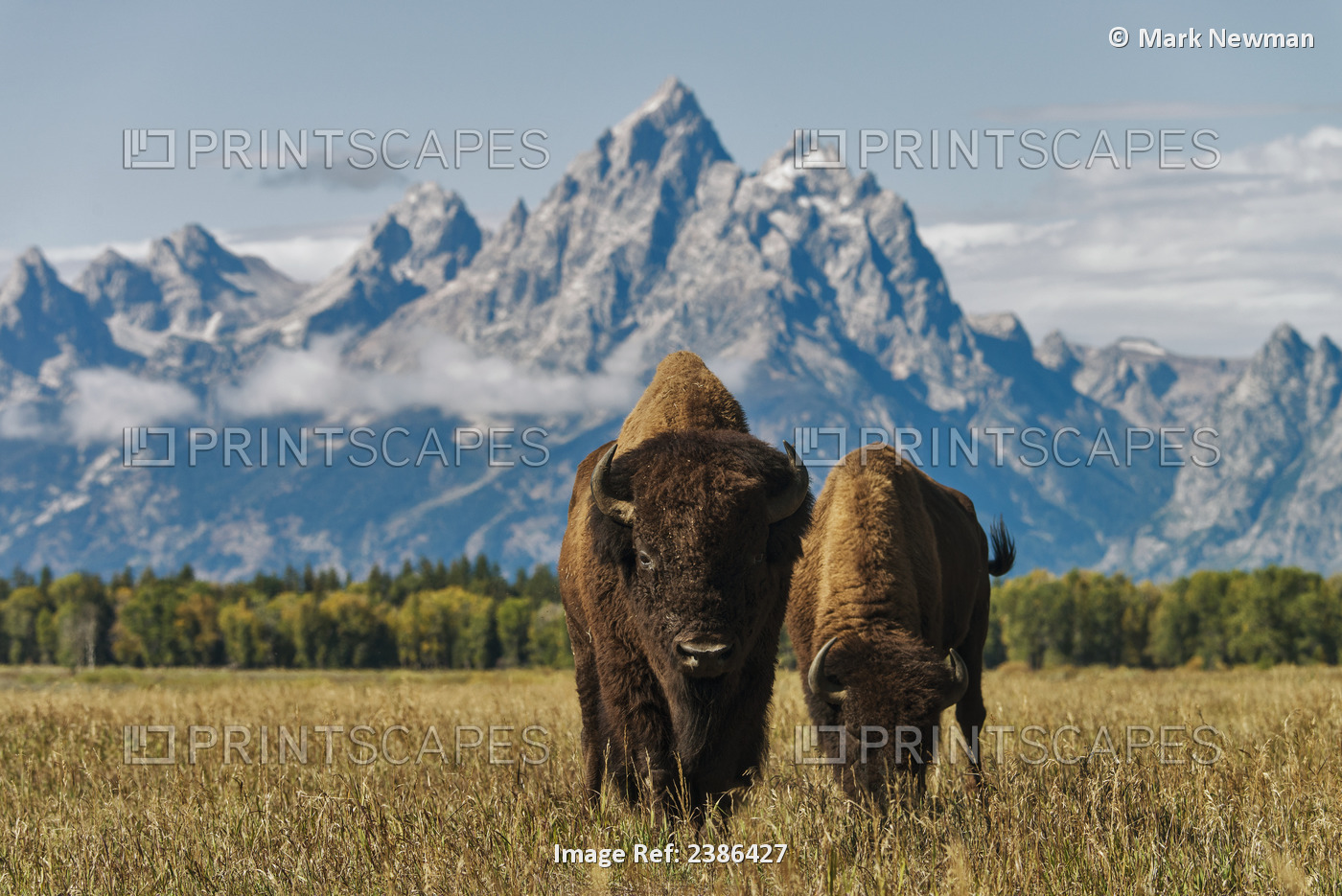 Horse In Grand Teton National Park; Wyoming, United States Of America