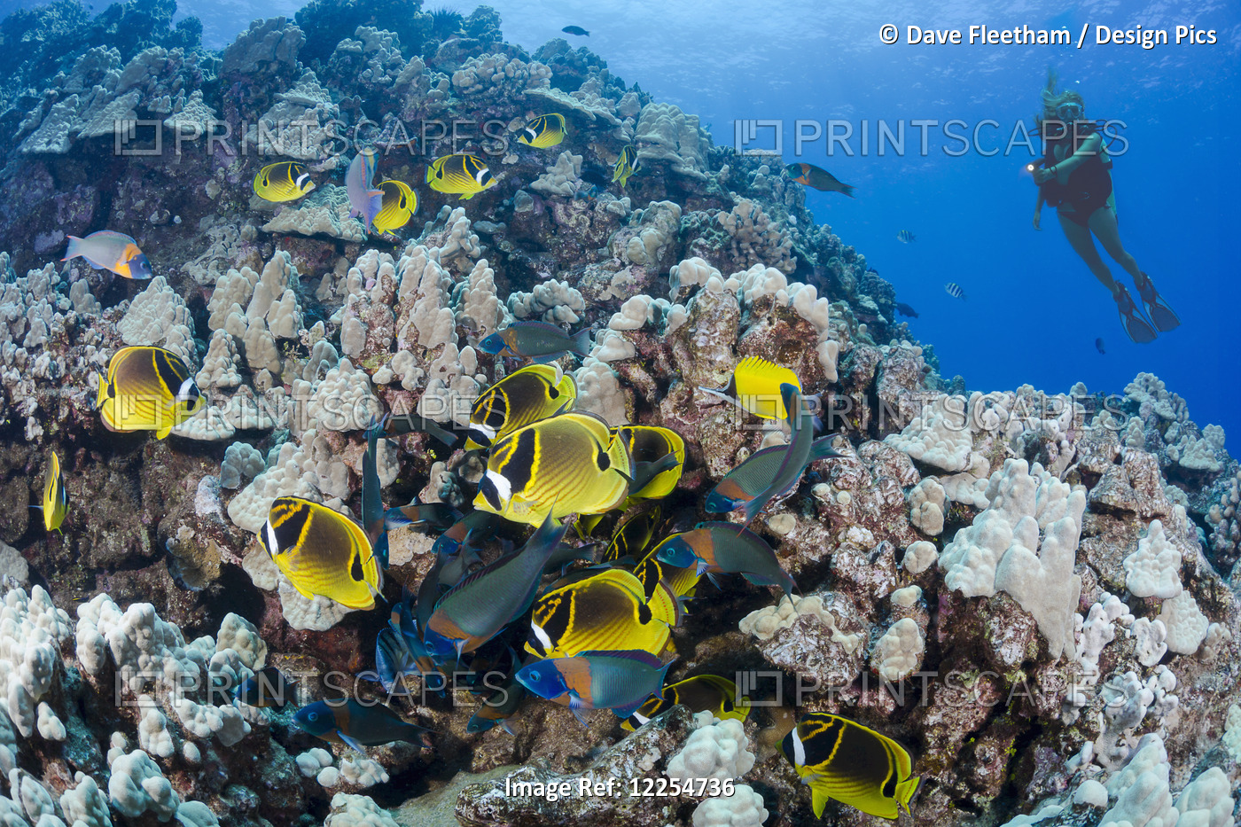 Schooling Raccoon Butterflyfish (Chaetodon Lunula) And A Diver On A Reef Off ...