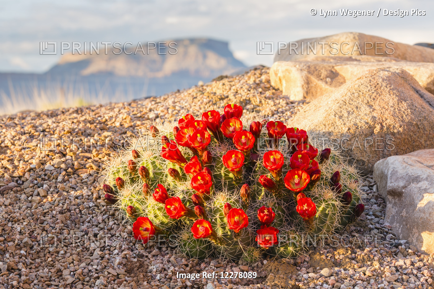 Close Up View Of Claret Cup Cactus (Echinocereus) Flowers At Sunset With Mt. ...