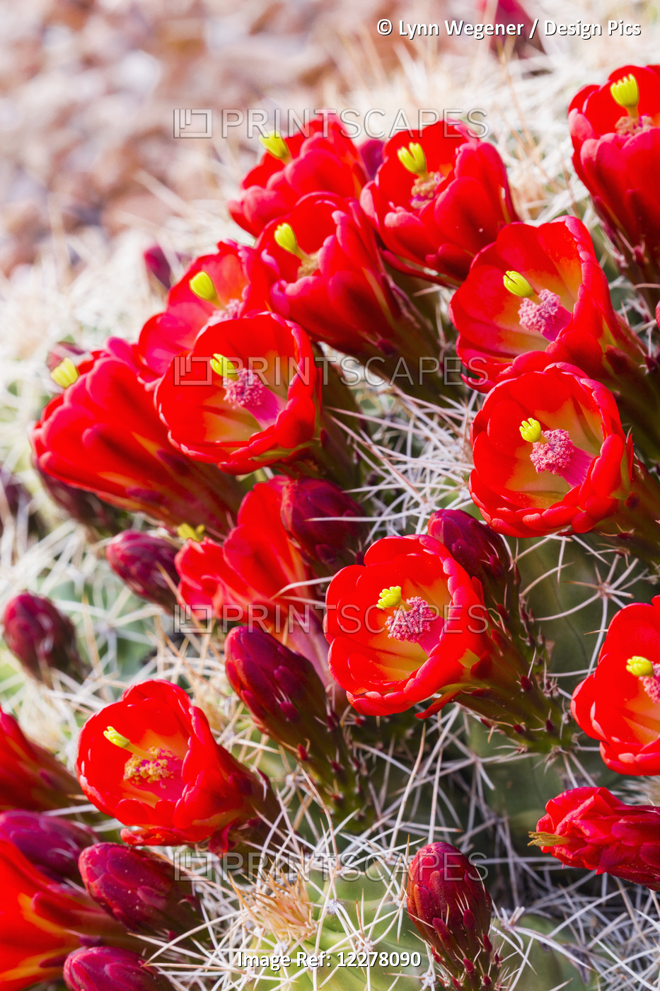 Close Up View Of Claret Cup Cactus (Echinocereus) Flowers At Sunset; Colorado, ...