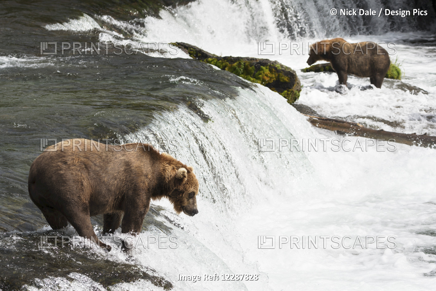 Two Brown Bears (Ursus Arctos) Fishing In Brooks River, Watching And Waiting ...