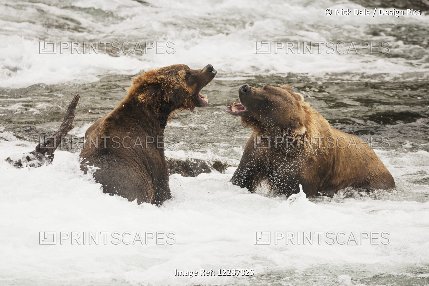 Two Brown Bears (Ursus Arctos) Roaring At Each Other Beside A Log In The ...