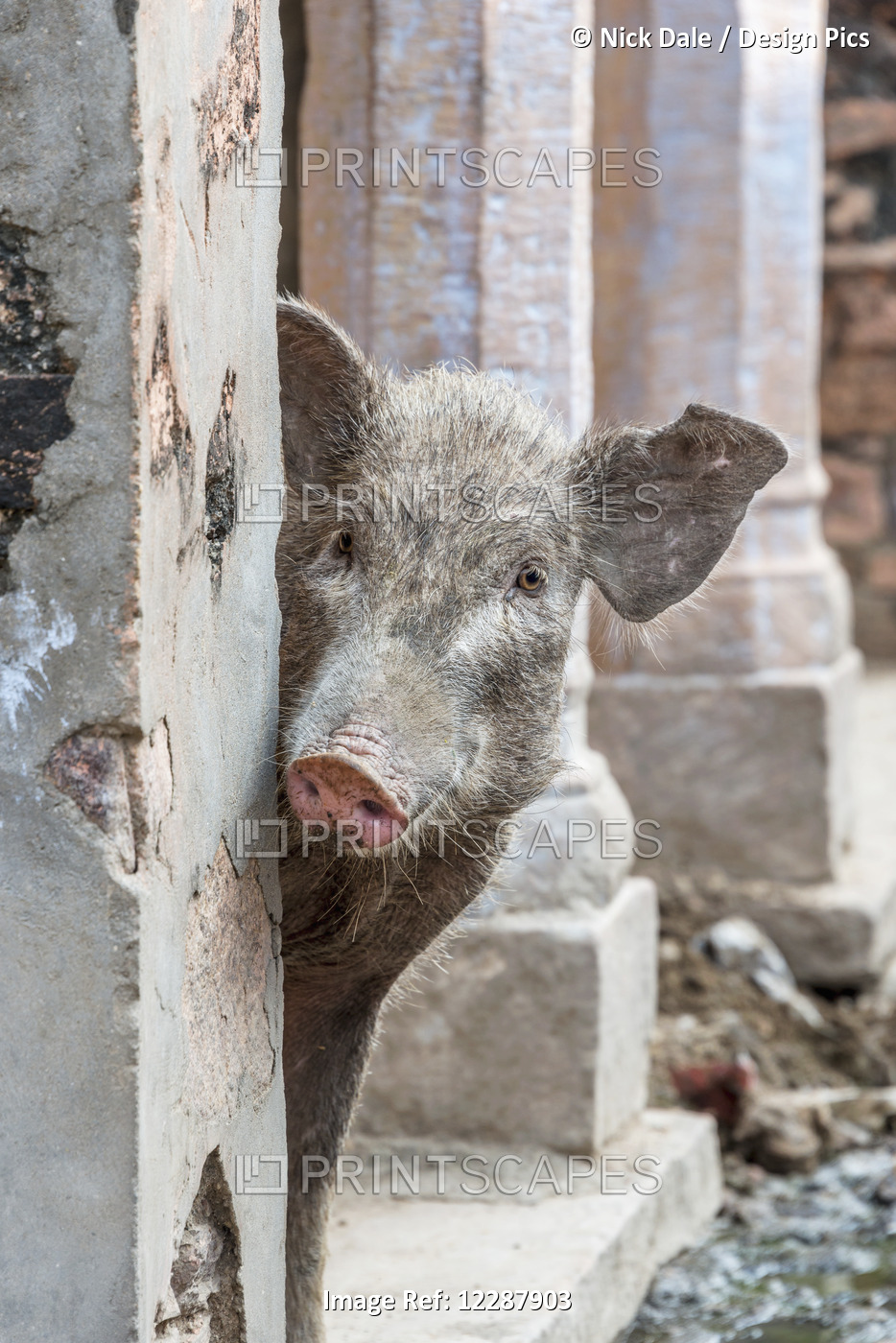 Pig Peeping Out From Behind Wall On The Street In An Old Indian Village; ...