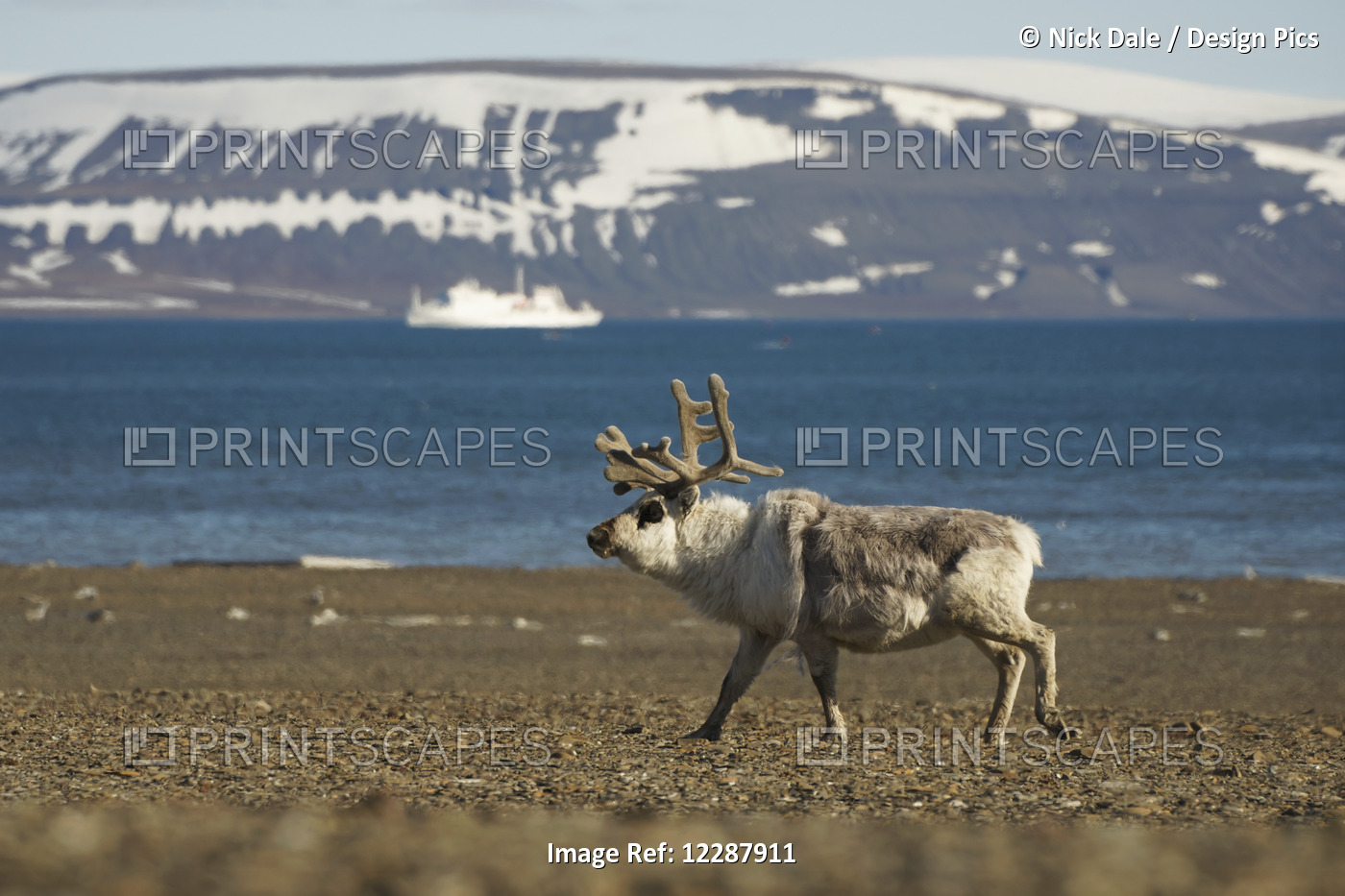 Moose (Alces Alces) Walking On The Shore With Mountain And Ocean In The ...