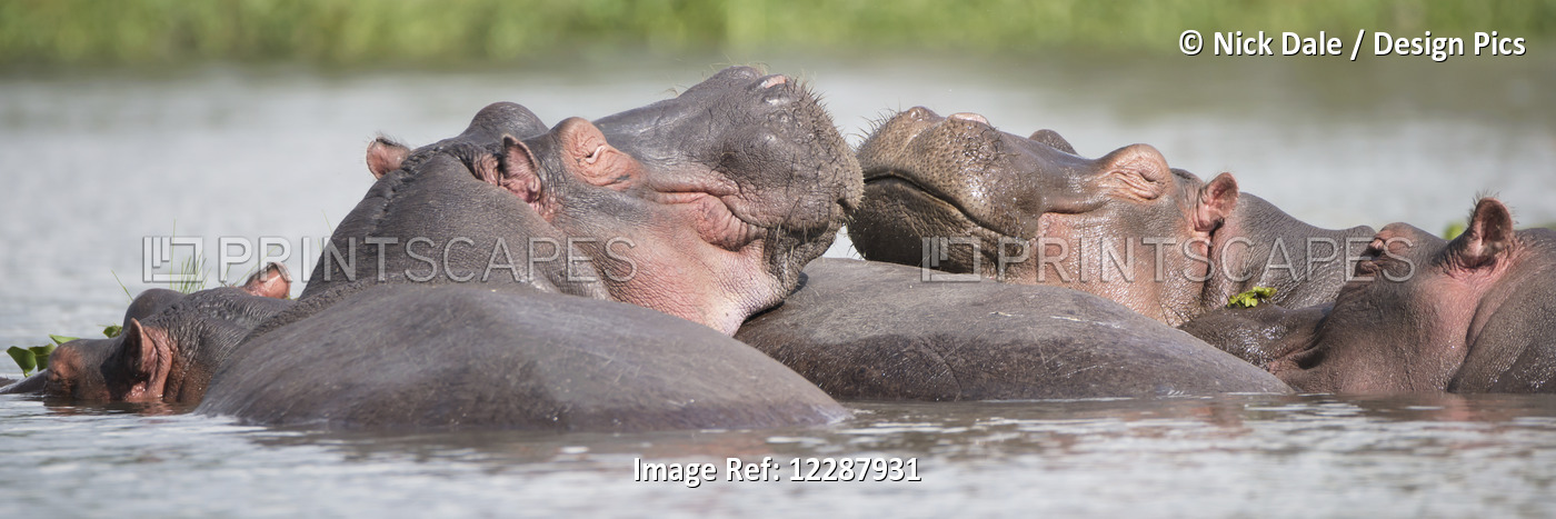 Two Hippos (Hippopotamus Amphibius) In A Group In A Lake, Resting Their Heads ...