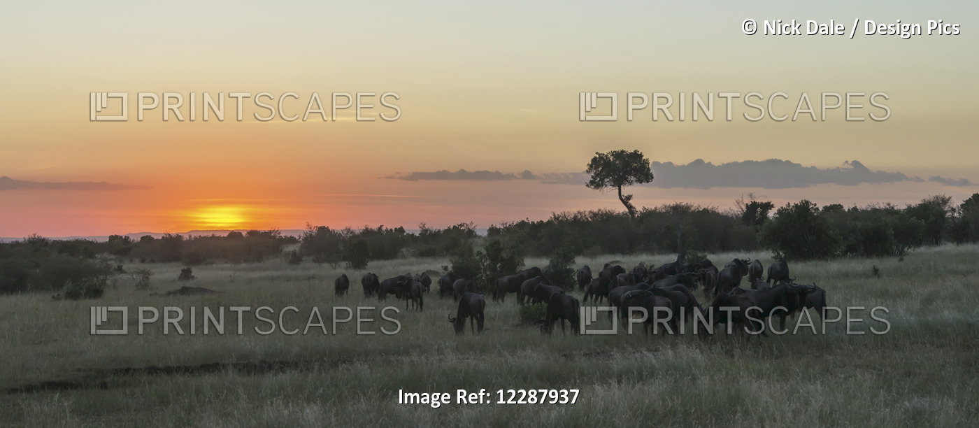 A Herd Of Wildebeest (Connochaetes Taurinus) Migrates On The African Savannah ...