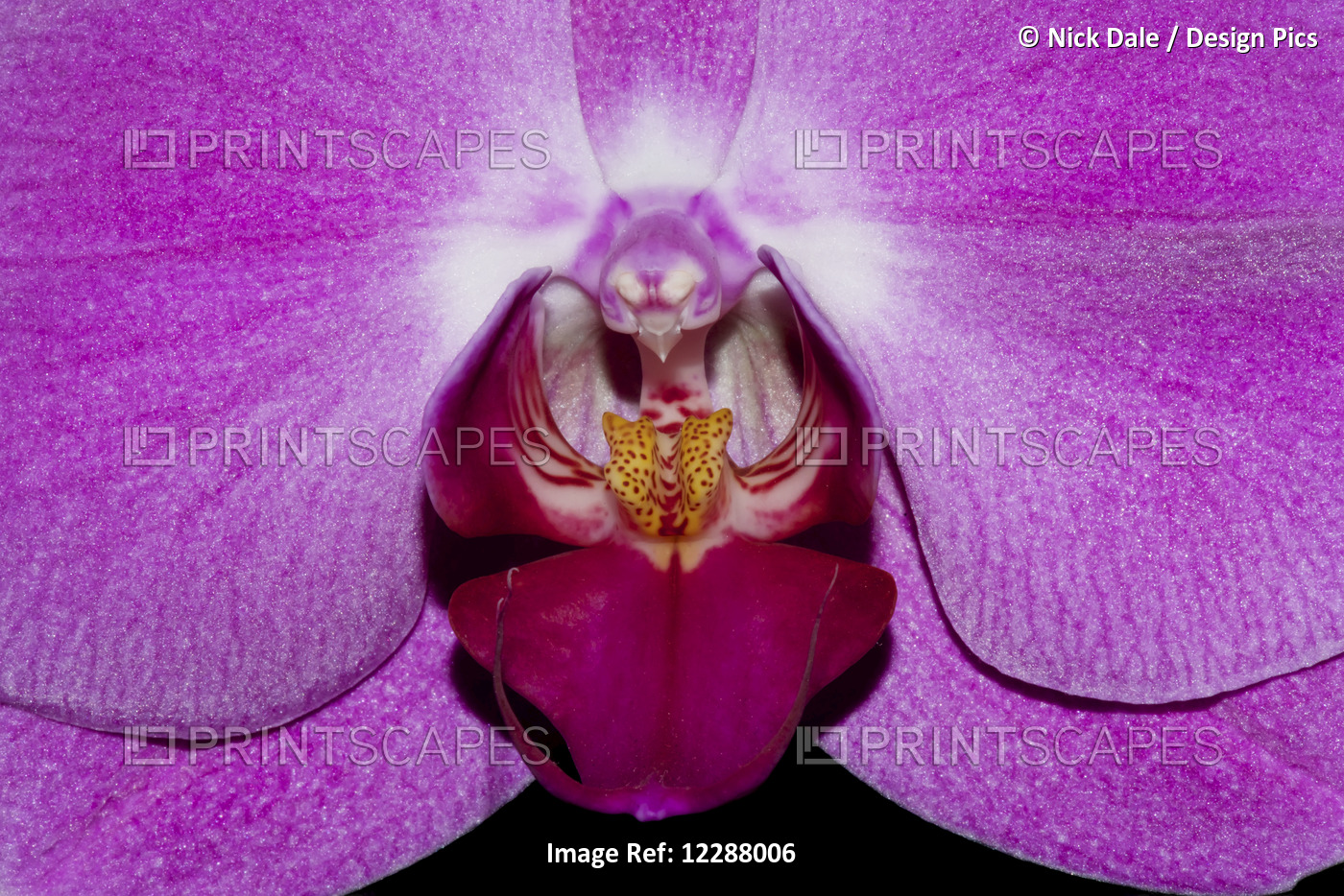 Close Up Of Centre Of Purple Phalaenopsis Orchid; Hong Kong, China