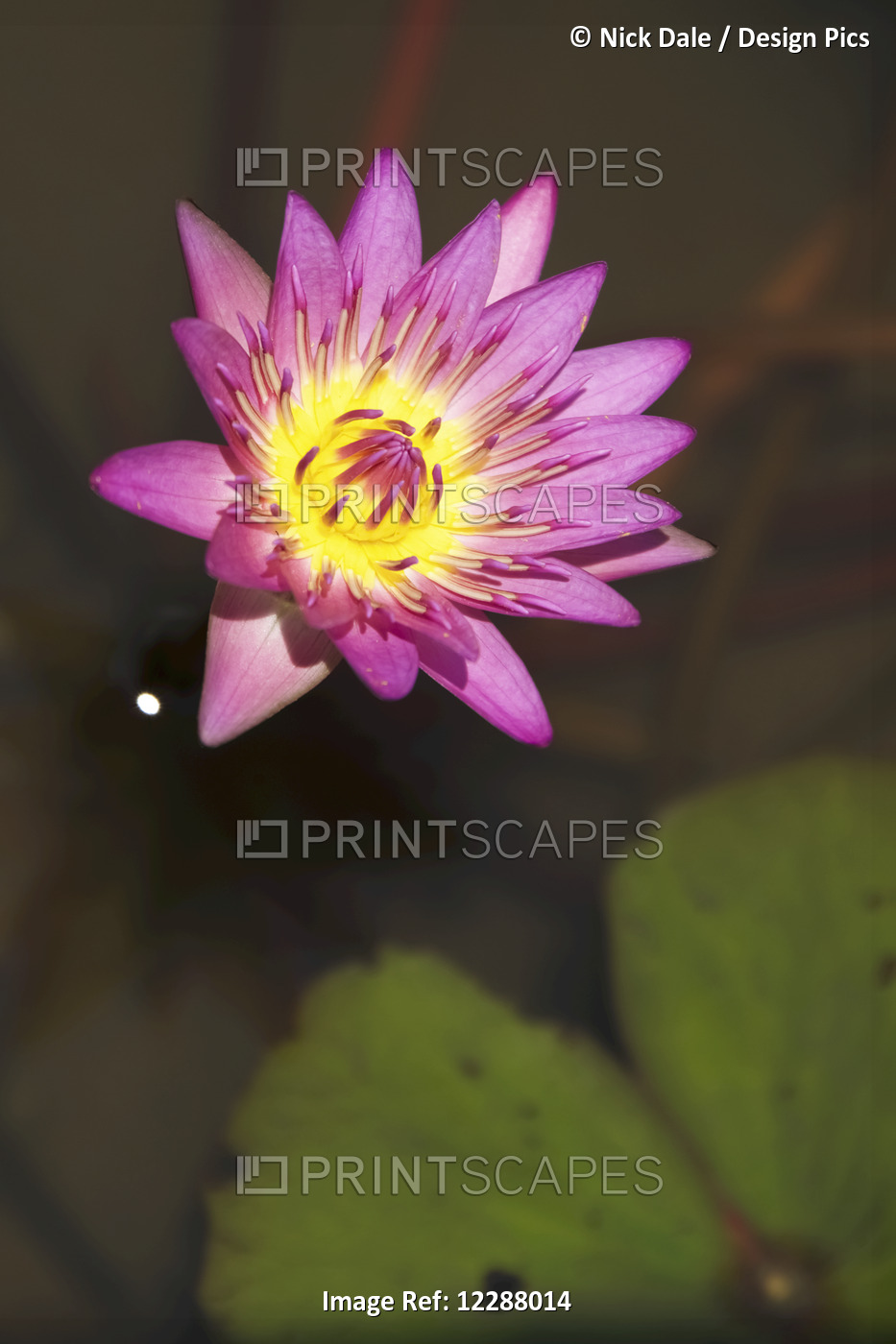 Close Up Of Purple Water Lily And Leaf; Hong Kong, China