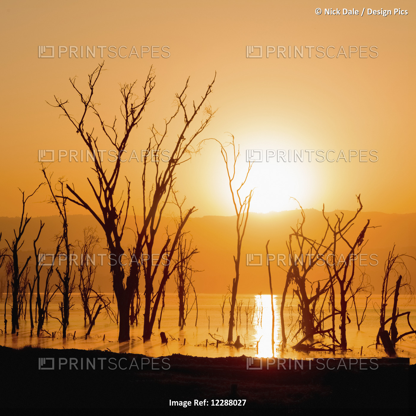 A Line Of Dead Trees In A Lake Silhouetted Against The Rising Sun, Low Hills ...