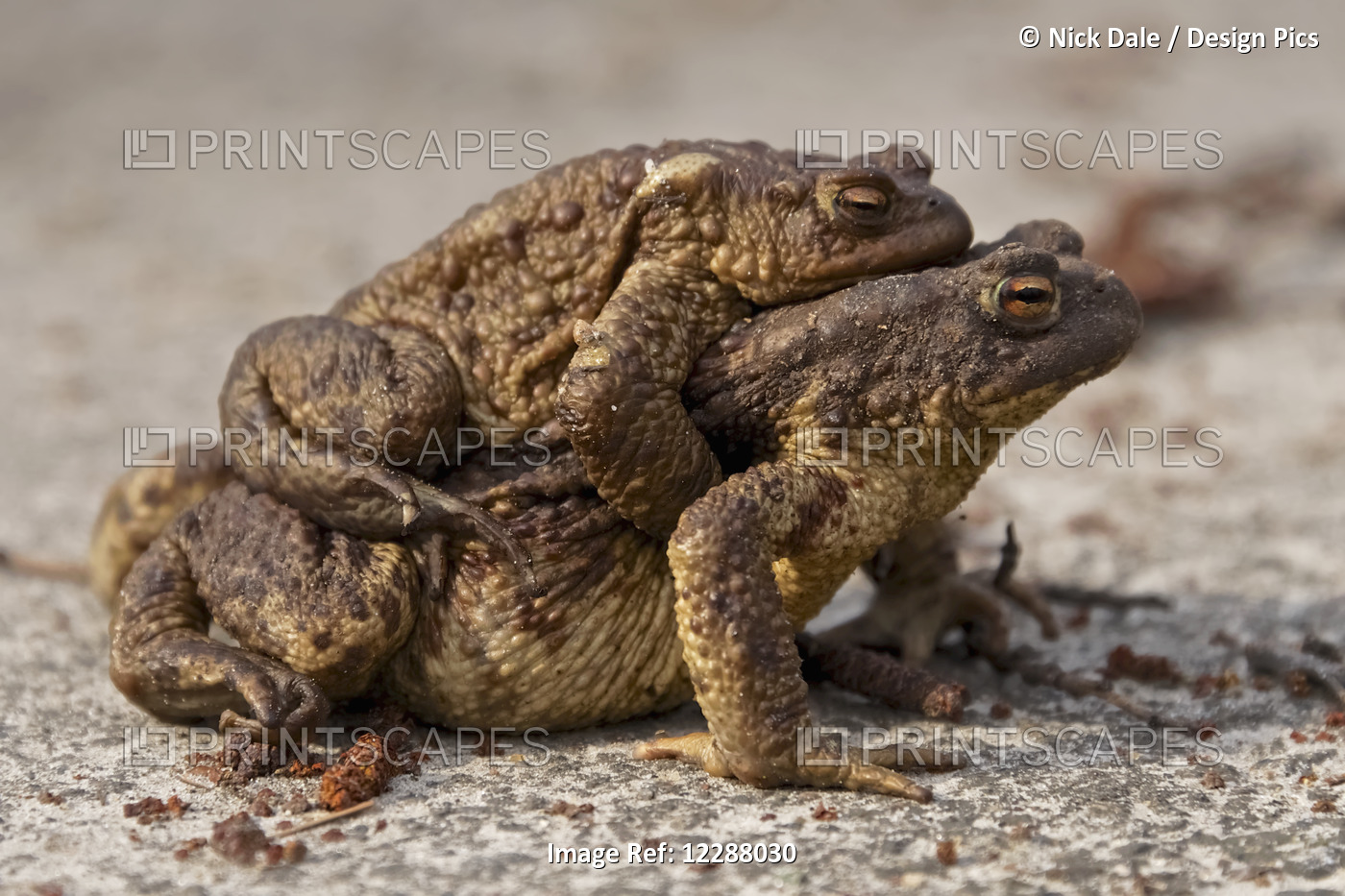 Female Toad Carrying Baby On Her Back; Brest, Belarus