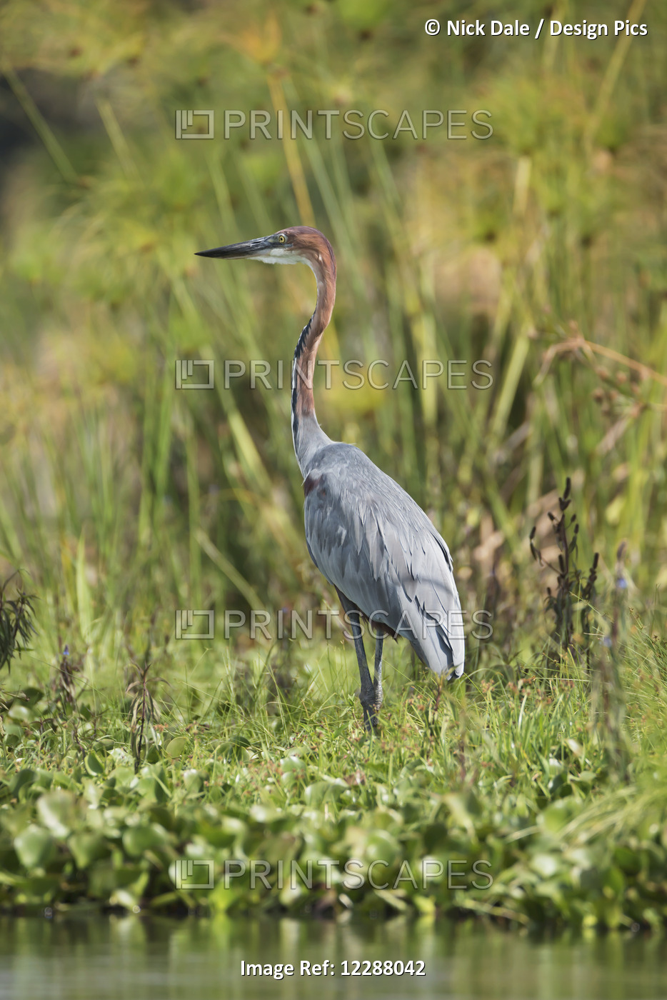 Profile Of A Goliath Heron (Ardea Goliath) Standing In The Green Undergrowth ...