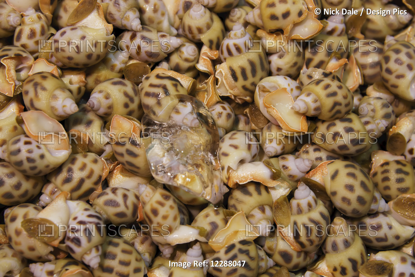 Ice Cube In Tray Of Spotted Whelks (Cominella Maculosa); Hong Kong, China