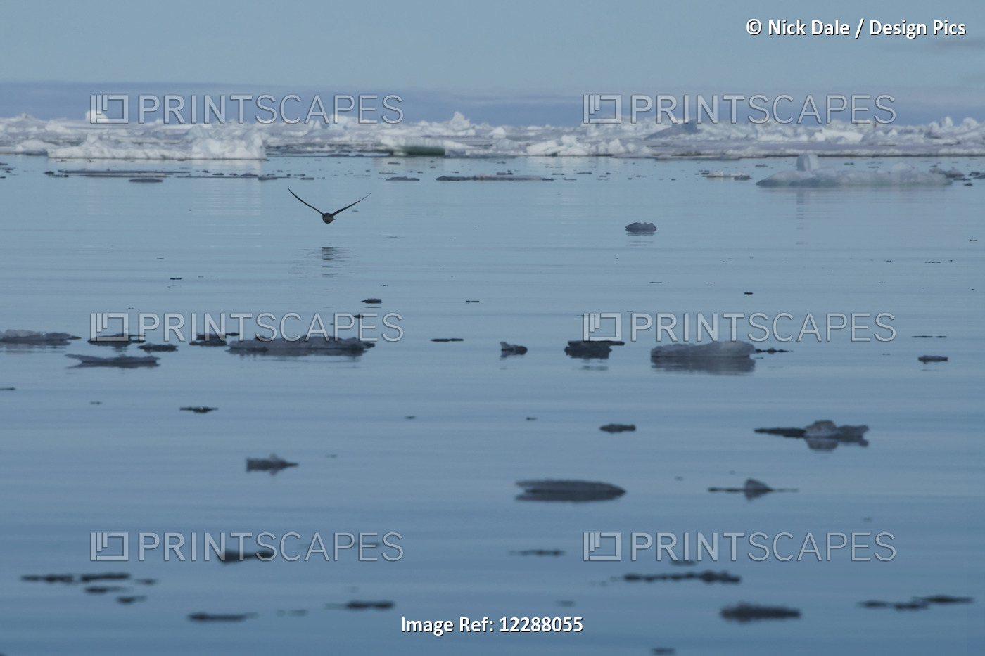 Ice Floats On The Tranquil Water And A Bird Flies Over The Water's Surface; ...