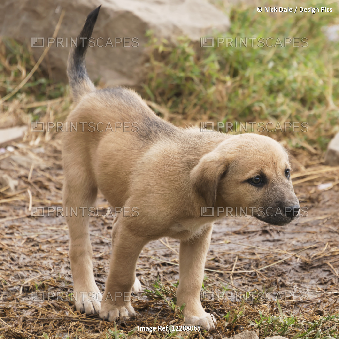 A Brown Puppy With A Black Muzzle Is Stretching Its Head Forwards Beside A Pile ...