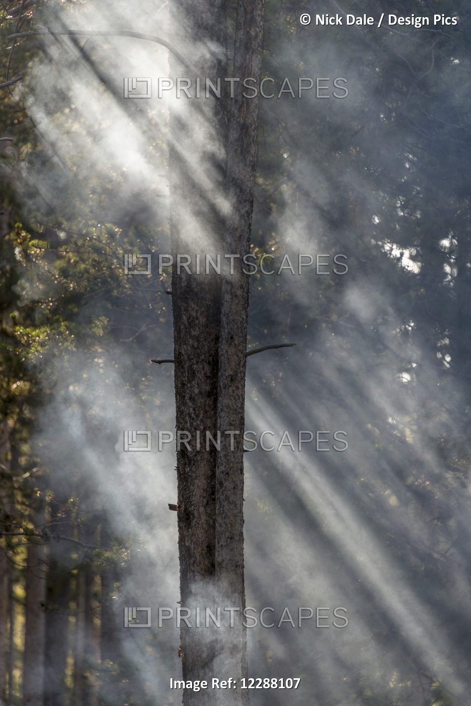 Smoky Sunlight Filtering Through The Trees In A Forest, Yellowstone National ...